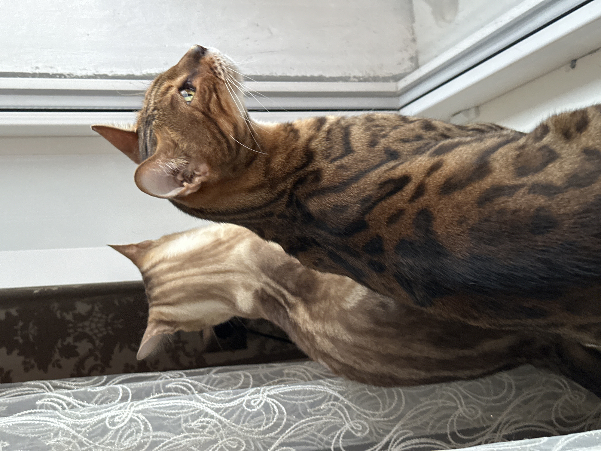 In a room, two cats are looking out of a window. The cat in the foreground is a Bengal cat with brown and black spotted fur and yellow eyes. The cat behind it is a lighter colored tabby cat with striped fur. The window is white and has a textured glass. To the left of the cats is a white sheer curtain with a floral pattern. Behind the tabby cat is a dark patterned wallpaper. The scene appears to be indoors, in a domestic setting.