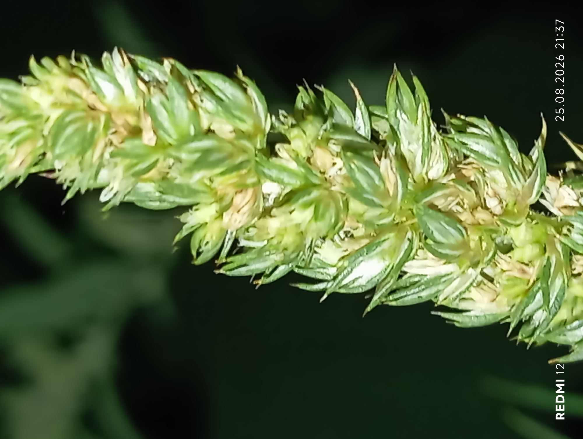 A close-up, vertical, side-profile shot shows a green and white plant stalk with multiple small, pointed florets clustered together. The background is dark and out of focus, with hints of green foliage. In the bottom left corner, the text "REDMI 12" is visible. In the bottom right corner, a date and time stamp reads "25.08.2026 21:37". The image appears to have been taken in the city of Smila, Ukraine.