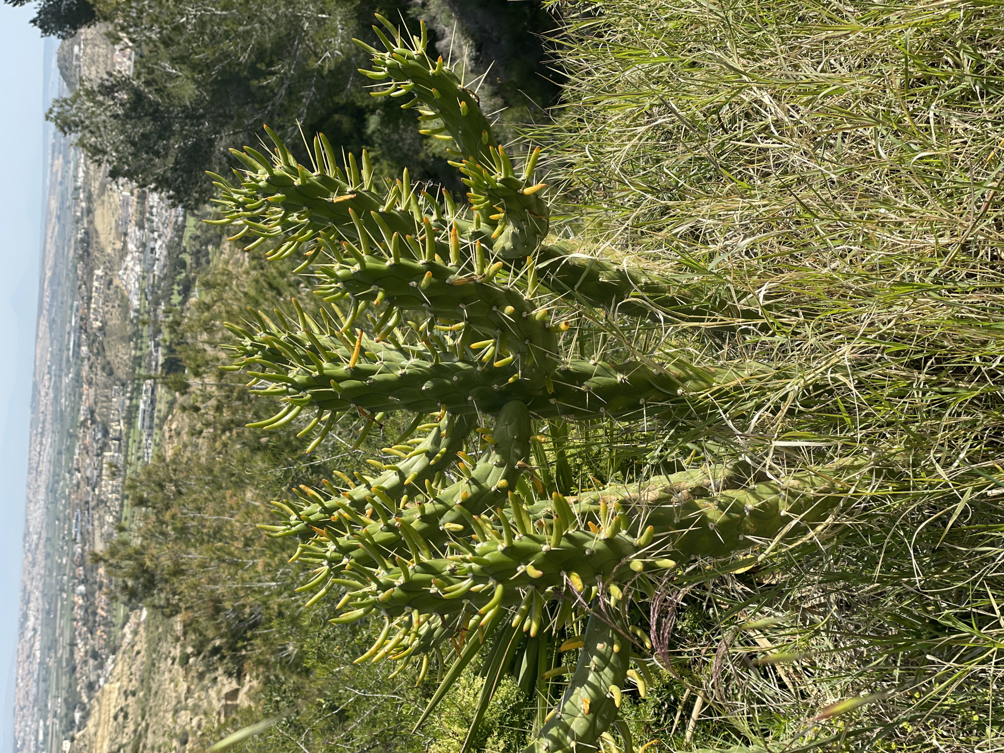 The image shows a cylindrical cholla cactus growing on a hillside in Rojales, Spain, with a cityscape visible in the background. The cactus is green and has many spines. It is surrounded by other vegetation, including grass and small shrubs. The cityscape is composed of buildings of varying heights and colors. The sky is visible in the distance, it is light blue and clear.