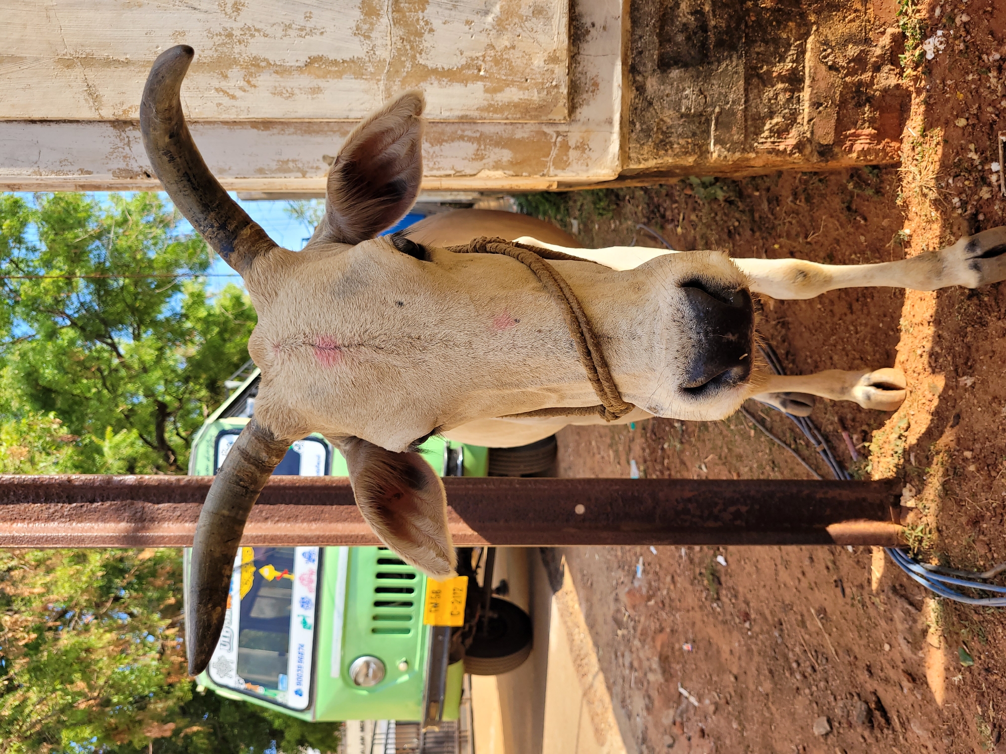 A close-up, rotated, eye-level shot shows the head and upper body of a light brown cow, with a rope around its neck, standing in front of a bright green vehicle and a rusty metal structure. The cow is positioned facing the viewer, with its large, curved horns prominently displayed. The background includes the corner of a white building on the left, and the ground on the right appears to be a mixture of red soil and gravel. The green vehicle has a yellow license plate and appears to be a bus or a similar type of transportation. The rusty metal structure is in the foreground and appears to be a railing or support beam. The location is in the city of Unknown, Unknown.