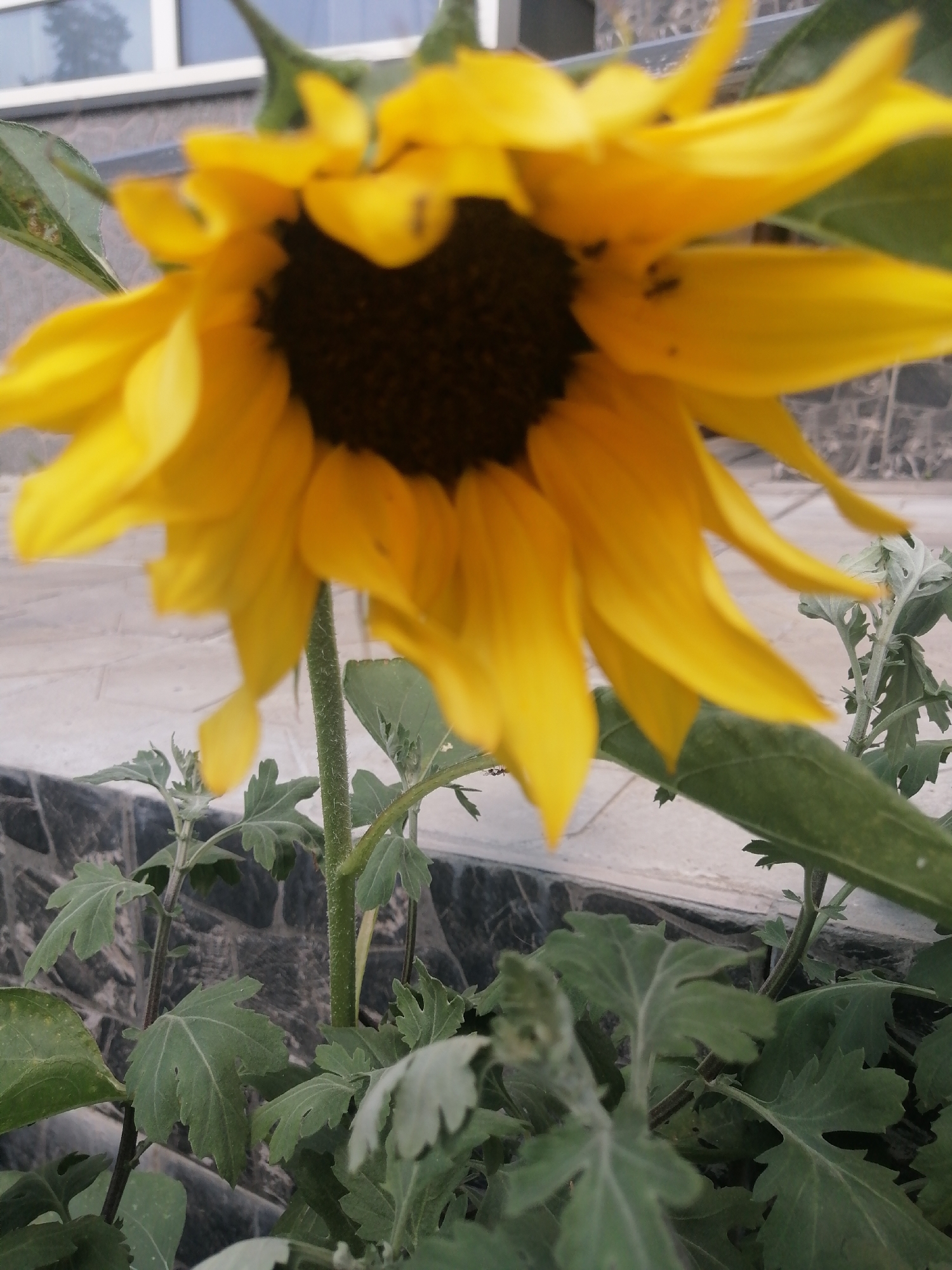 A close-up, slightly blurred shot features a vibrant yellow sunflower with a dark center. Several small, dark insects, possibly ants, are visible on the sunflower's petals. The sunflower is positioned outdoors, with green leaves and stems in the foreground and background. A textured wall, possibly made of stone or brick, and a hint of a building with a window are visible in the upper portion of the image. The overall scene suggests an outdoor setting, possibly a garden or park. There is no indication of the location being in Kremenchuk, Ukraine.