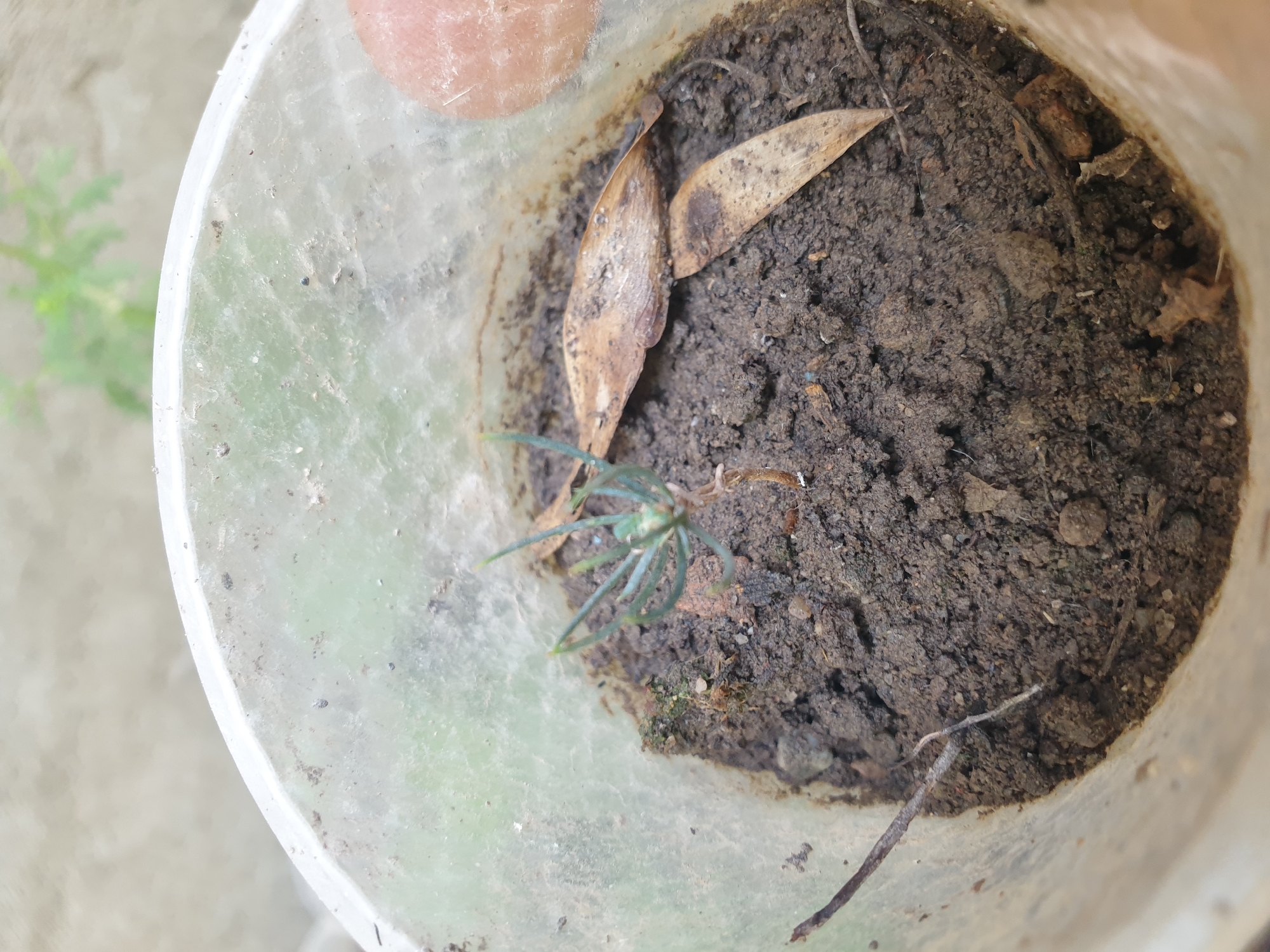 A close-up, high-angle shot shows a very young seedling in a clear plastic pot filled with dark soil. The seedling is green with needle-like leaves and is centrally located. Two dried, brown leaves lie on the soil surface to the right of the seedling. The pot is translucent and slightly dirty, with some cobwebs visible on the interior surface. A human fingertip, possibly belonging to the photographer, is visible on the right edge of the frame, partially obscuring the pot. The background is blurred and shows a hint of greenery. The image does not contain information pertaining to the city of Sharg'un, Uzbekistan.