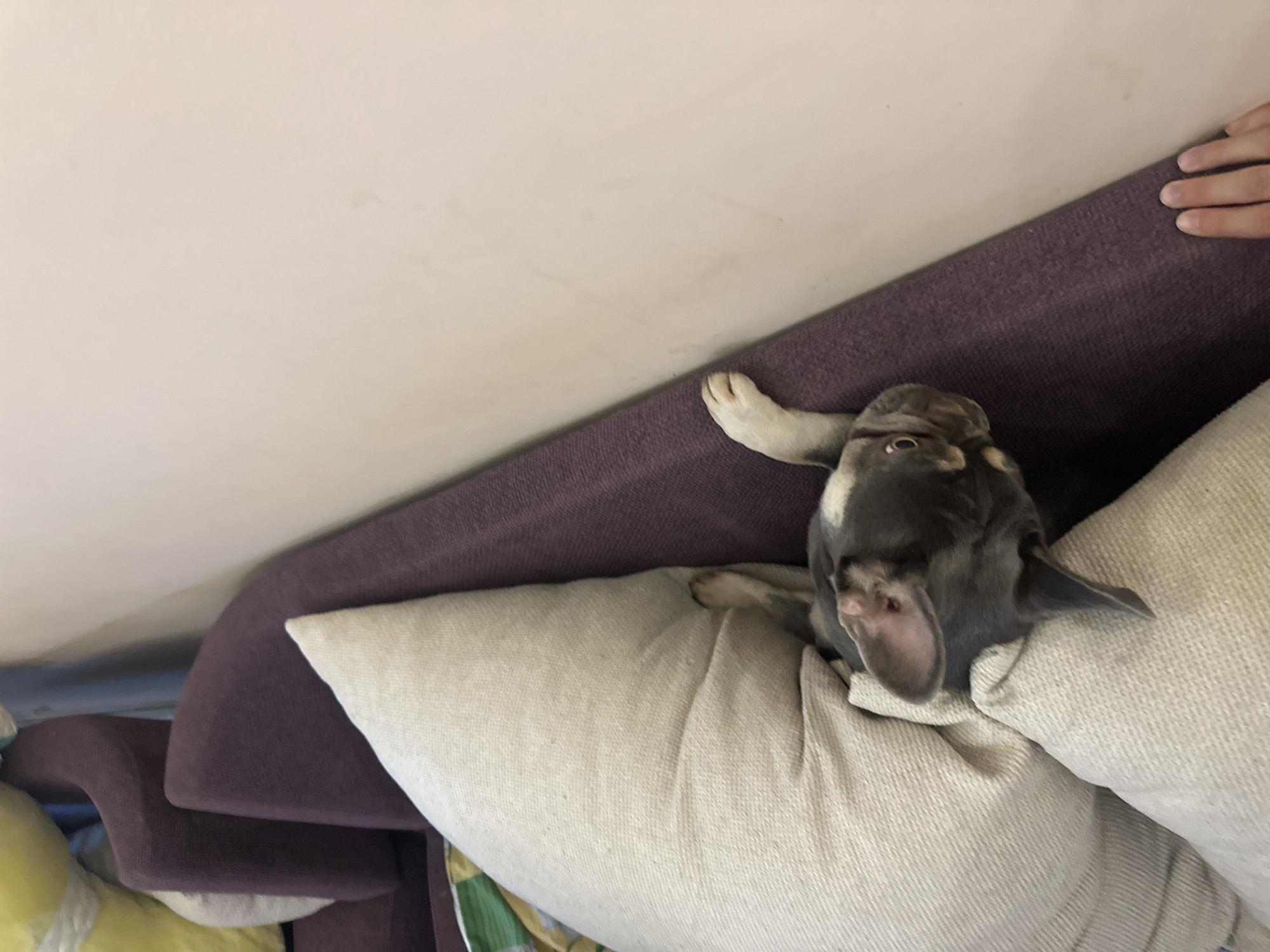 The image presents a tilted, overhead view of a domestic scene, primarily featuring a small dog resting on a couch. The main subject is a dog, likely a French Bulldog or similar breed, with dark grey/blue fur and some white markings, nestled deeply among light beige, textured pillows. Its head is tilted back and appears upside down from the viewer's perspective, with large, upright ears prominent. The dog's eyes are mostly closed, suggesting it is sleeping or in a state of deep relaxation. One of its white-and-dark paws is visible, resting on the dark purple upholstered back of the couch.
In the upper right corner of the frame, a human hand with fingers slightly curled is resting on the same couch back, indicating a human presence nearby. The background primarily consists of a light-colored wall or ceiling in the upper left portion of the image. Blurred, colorful objects, including yellow and green tones, are faintly visible in the bottom left, possibly other cushions or toys. The setting appears to be an indoor living space. The overall impression is one of comfort and tranquility. There is no visible text in the image.