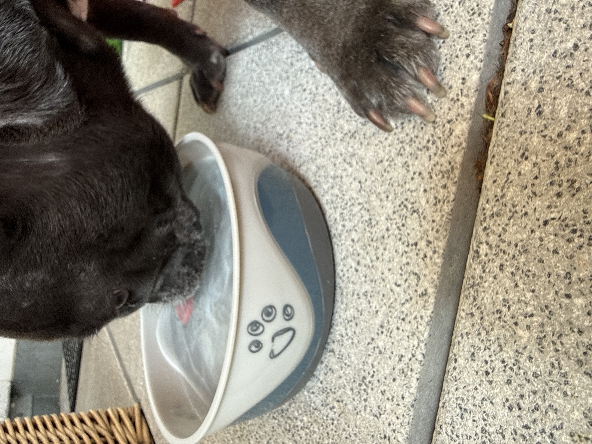 A black dog is drinking water from a white and blue dog bowl placed on a speckled gray outdoor floor. The dog's head is submerged in the water, and its paws are visible near the bowl. To the left of the bowl, a portion of a woven basket is visible. The scene appears to be an outdoor area in the city of Bad Sachsa, Germany.