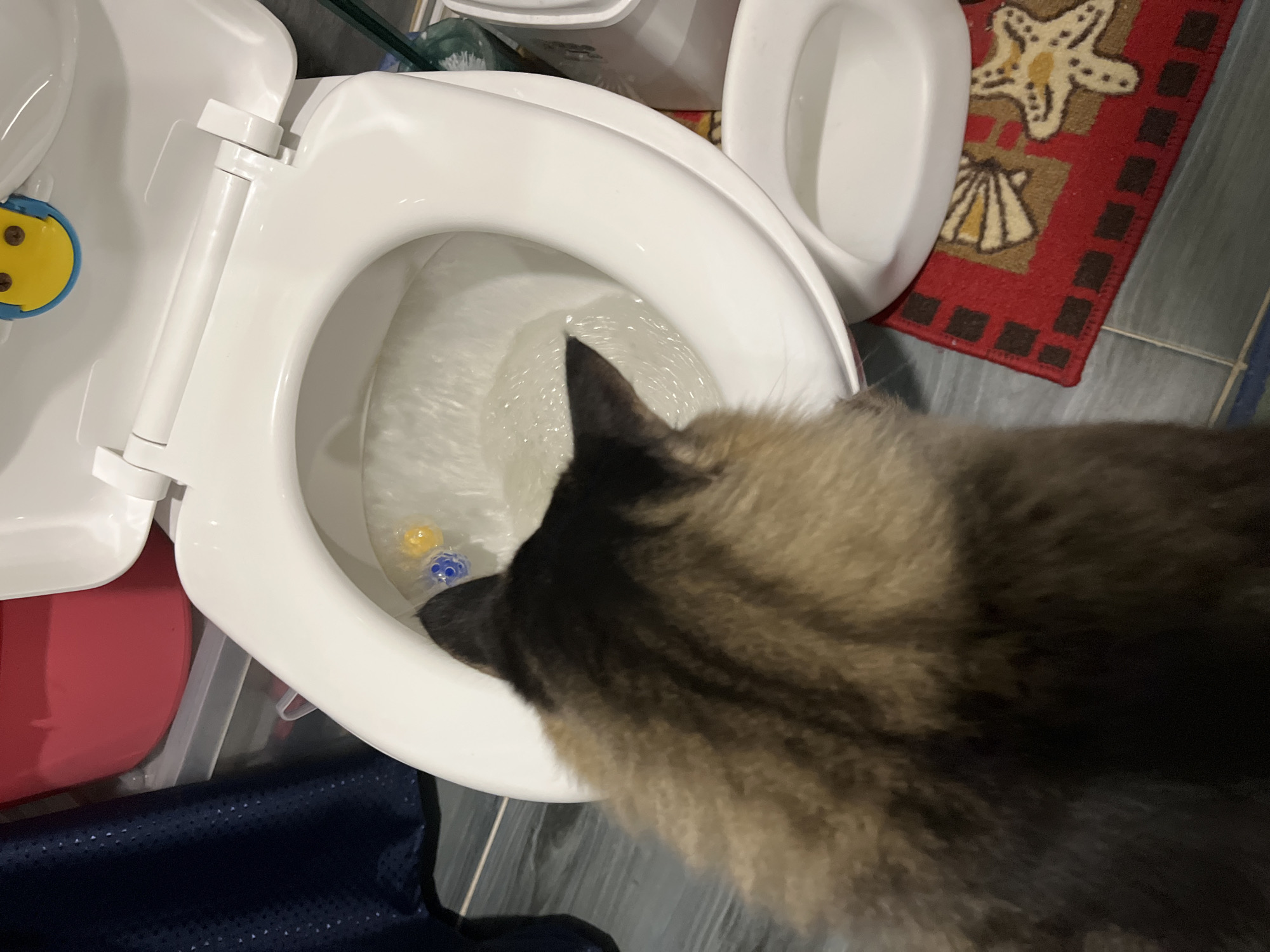 A fluffy cat with brown and black fur is looking down into an open toilet bowl filled with water. There are two small colored balls floating in the water, one yellow and one blue. The toilet seat is up, and a portion of the toilet lid is visible with a yellow and blue smiley face decoration. The toilet is white and ceramic. The floor around the toilet is tiled with a gray wood-grain pattern. A red bath mat with a seashell and starfish design is placed in front of the toilet. In the background, to the left, is a dark blue piece of fabric, possibly a towel or curtain, and a pink plastic container. To the right of the toilet, a white bucket-like object is partially visible. The scene appears to be a bathroom. The location is not specified in the image.