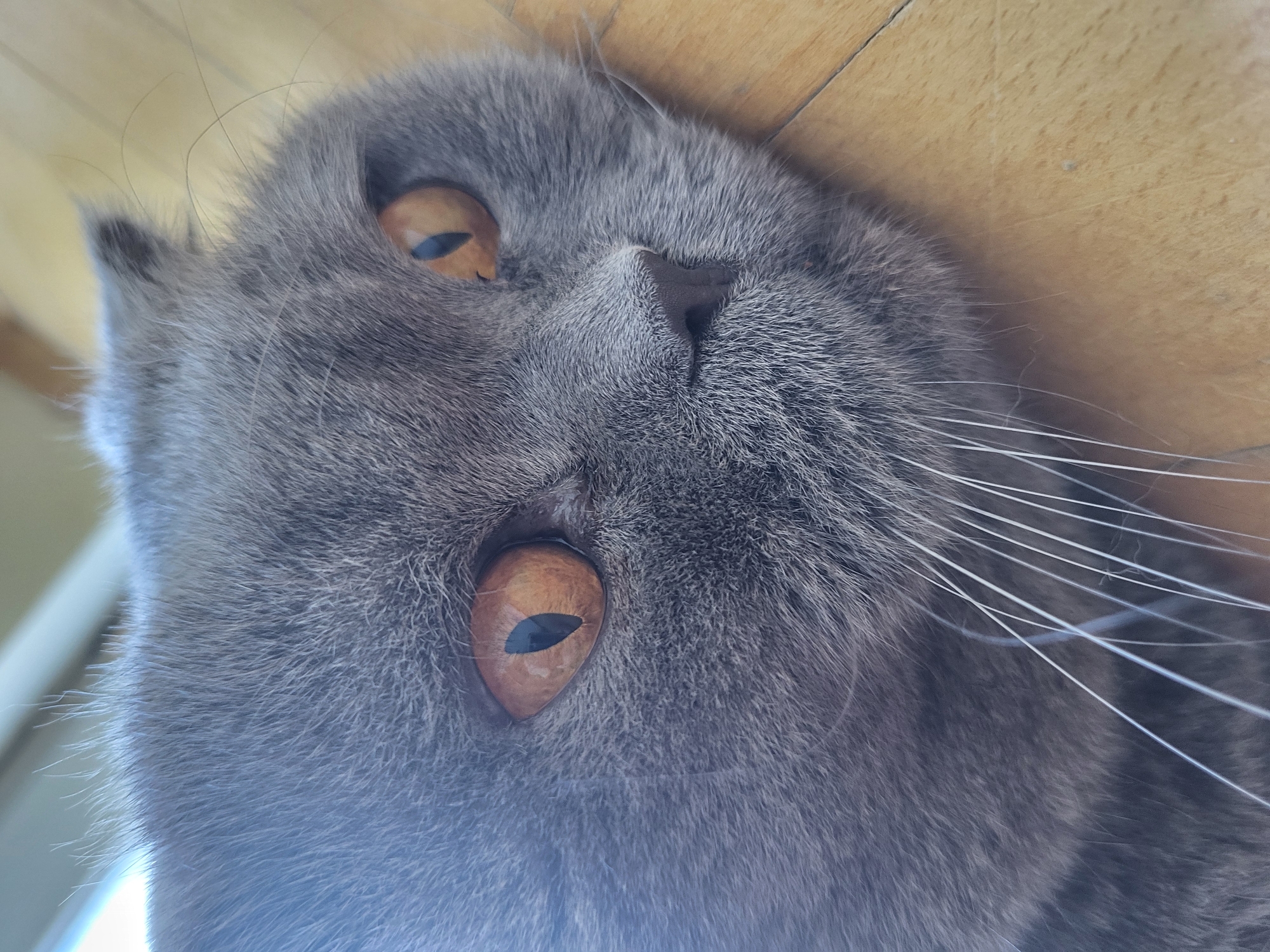 A gray Scottish Fold cat with orange eyes is laying on a wooden surface. The cat's head is angled towards the camera. The location is Unknown, Unknown.