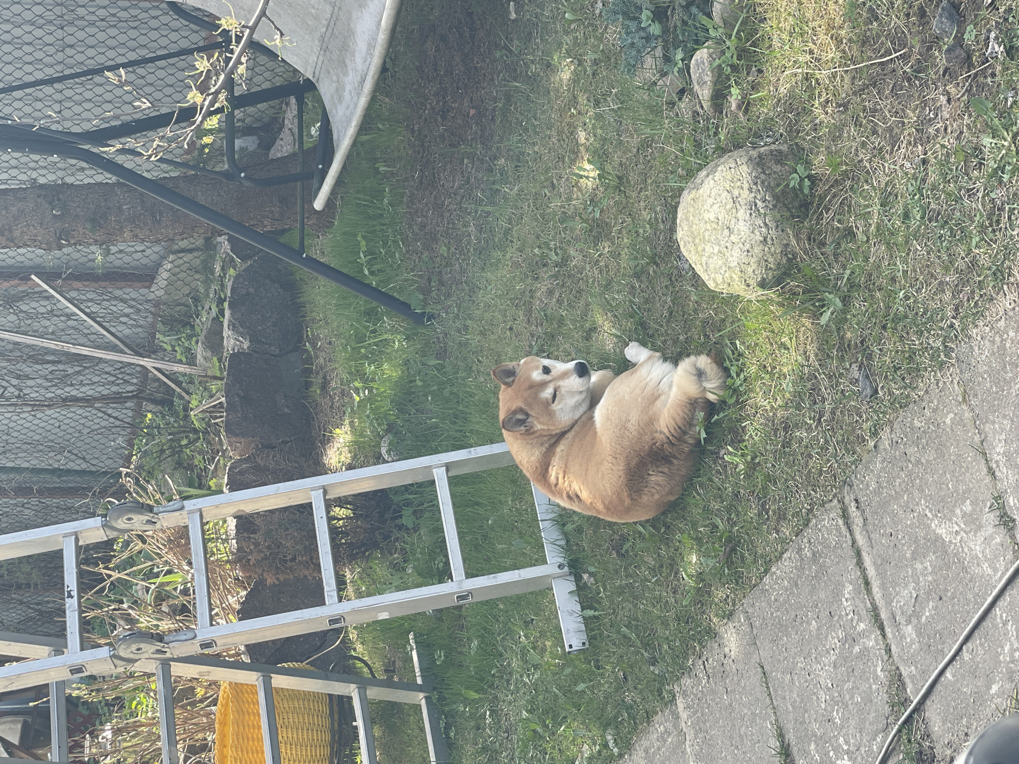 The image depicts a sunny outdoor scene, possibly in a backyard or garden, located in Sestroretsk, Russia. A Shiba Inu dog is lying curled up on a patch of grass next to a grey stone. A silver aluminum ladder lays on the grass, next to the dog. A small section of grey concrete pavers forms a walkway. In the background, a tree is visible behind a metal mesh fence. A partially visible structure with a white fabric top and black metal supports is in the upper left corner.