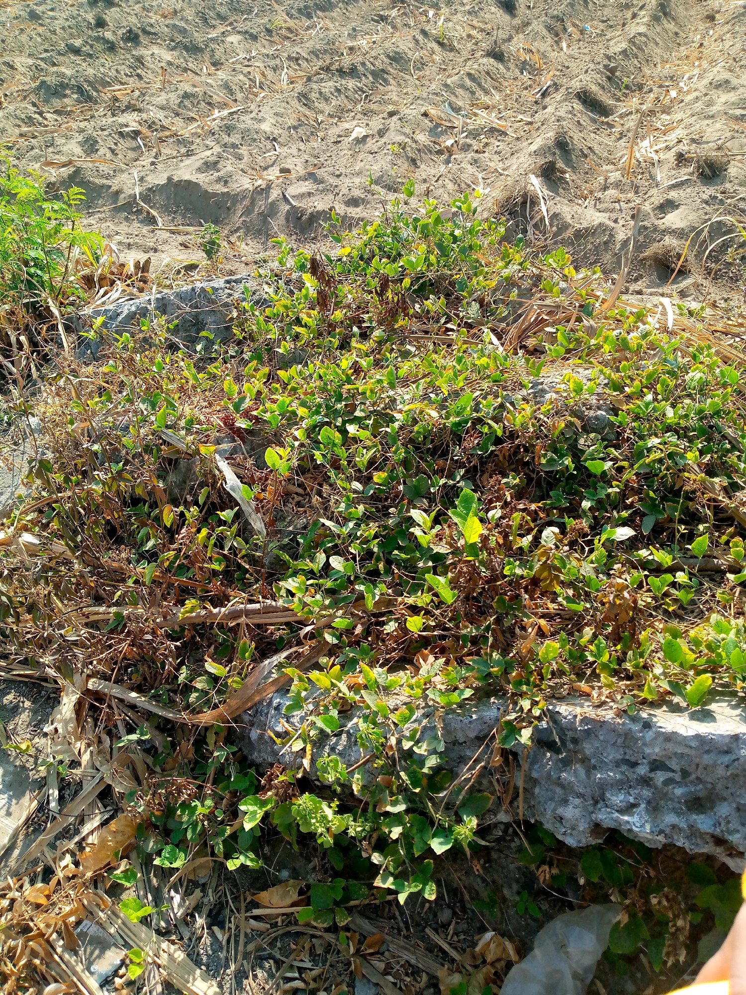A ground-level shot captures a patch of green vegetation, primarily small-leaved vines, growing over and around a rough-textured, gray rock. The plants exhibit a mix of vibrant green and dry, brown leaves, suggesting a natural, possibly unkempt environment. Behind the vegetation, a sandy, uneven surface is visible, marked with furrows and scattered with dry plant debris, indicative of arid or recently disturbed soil. The overall impression is of a small, wild area on the outskirts of Sumberwono, Indonesia, where nature is reclaiming a patch of land amidst the sandy earth.