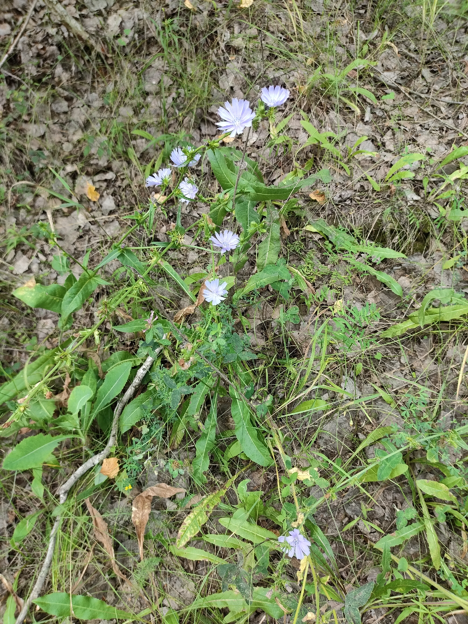 The image shows a close-up view of a patch of wild chicory flowers in a natural setting. The flowers are light blue and have a daisy-like appearance. They are growing among green leaves and dried foliage on the ground. The scene is likely an outdoor environment, possibly a field or roadside, within the city of Petropavl, Kazakhstan, given the context. There are no people or specific man-made structures visible. The image captures the details of the plants and their surroundings, emphasizing the natural elements.