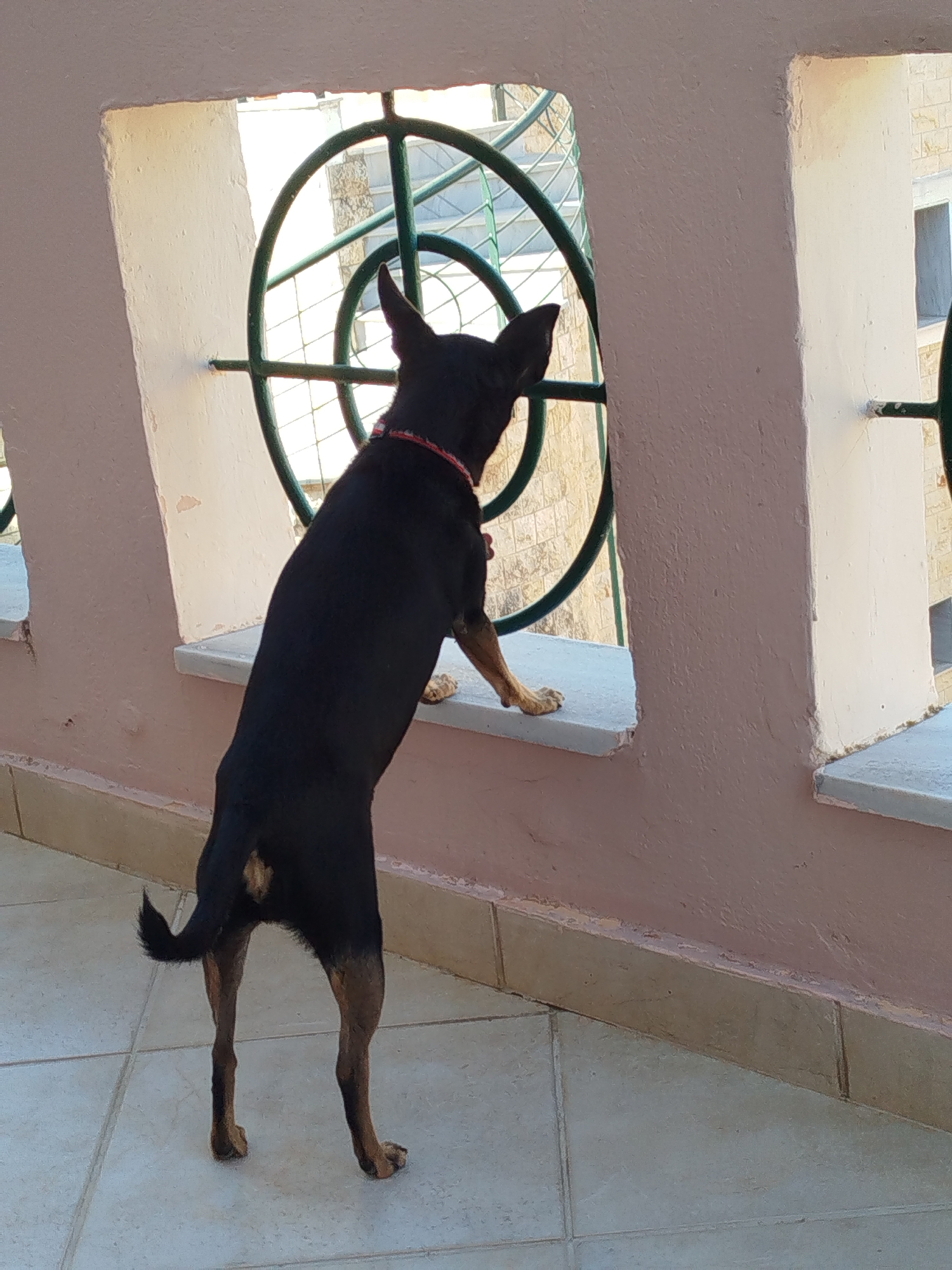 A black and tan dog stands on its hind legs on a window ledge, looking out through a circular green metal grate. The dog is wearing a red collar. The ledge is made of a light-colored material and is part of a building with pink and white walls. The background shows stone buildings and a sky. The scene is outdoors, possibly on a balcony or terrace. The location is Sithonia Municipal Unit, Greece.