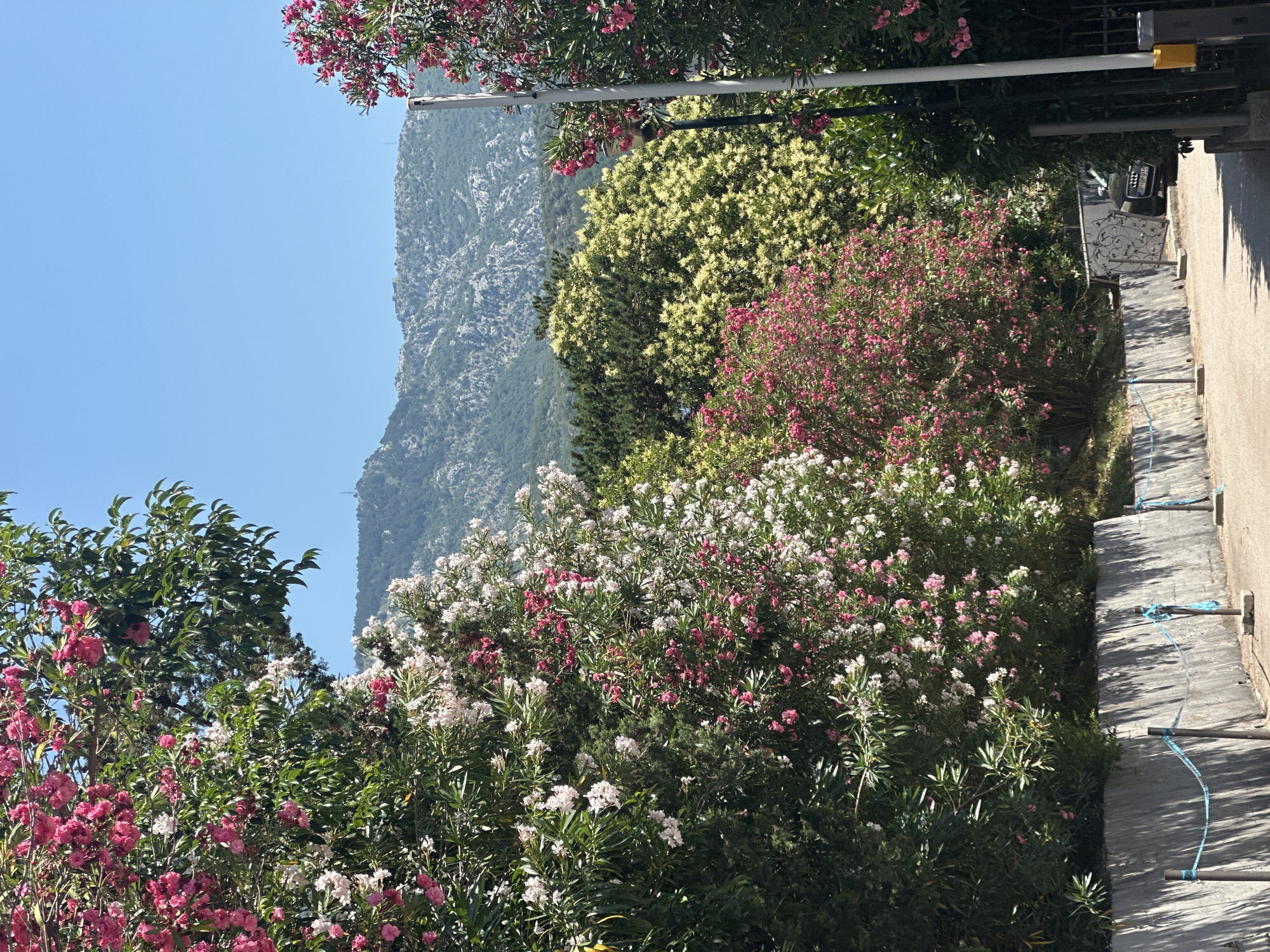 The image depicts a vibrant garden scene with a mountainous backdrop under a clear blue sky, suggesting a sunny day. A variety of flowering bushes are in bloom, featuring clusters of pink and white flowers amongst lush green foliage. In the foreground, the flowers are dense and colorful, creating a picturesque display. Beyond the garden, a large, rocky mountain rises, partially covered in trees and vegetation, indicating a natural, possibly rural or semi-rural, setting.
To the right of the garden, a paved walkway runs alongside a concrete wall, with metal pipes and blue ropes attached to the wall. A black car with a license plate visible and a part of a building with a yellow object on it are also present in this area, suggesting a residential or commercial area adjacent to the garden. The overall impression is one of a beautiful, well-maintained outdoor space in a scenic location. The orientation of the image is vertical, with the sky and mountains appearing at the top and the garden and walkway at the bottom. The time of day appears to be daytime, with strong sunlight casting shadows. The location is specified as Boreti, Montenegro. There is no discernible activity or event taking place; the image captures a static view of the environment.
License plate text: 215-698-AB