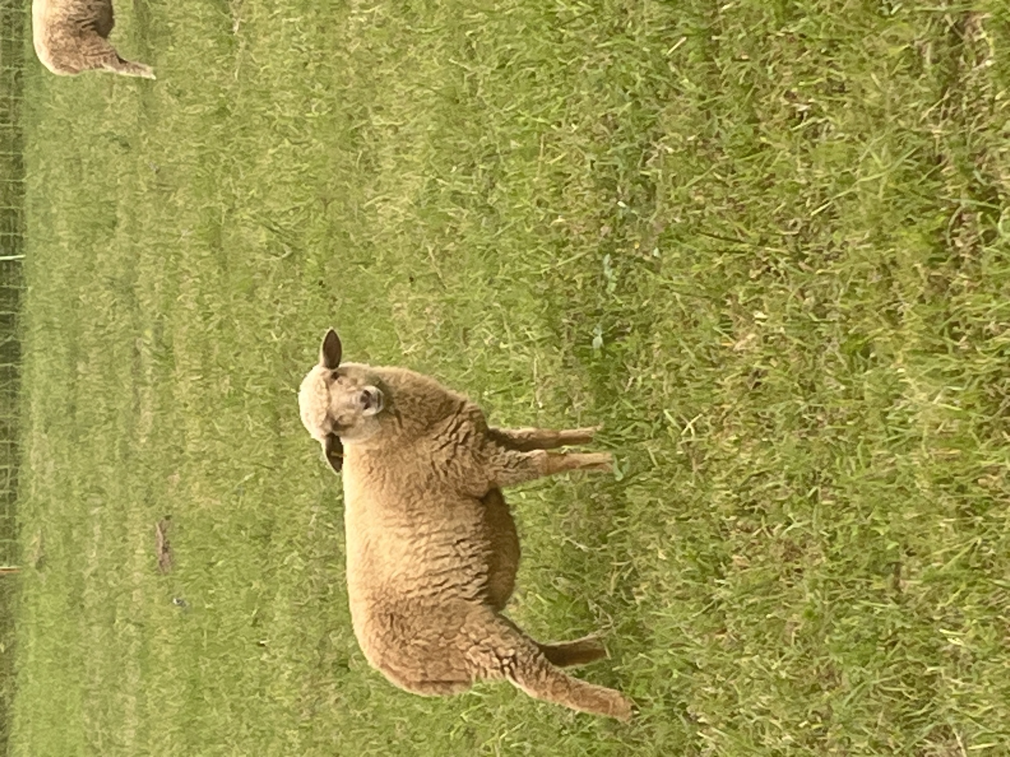 The image shows a sheep standing on a grassy field. The sheep is facing to the left of the frame, with its head turned towards the camera. It has light brown wool and dark ears. The sheep is in the center of the frame, and the background is a blur of green grass. There is another sheep visible in the upper left corner of the frame, also facing away from the camera. The scene appears to be outdoors, possibly in a pasture or park. The lighting suggests it could be daytime, with natural light illuminating the scene. There are no visible signs of text or any other objects of note. The overall impression is of a tranquil pastoral setting.