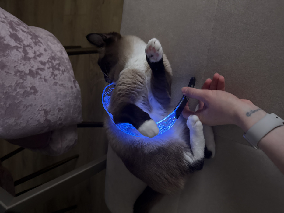 An indoor scene in Perm, Russia, depicts a domesticated cat and a human hand interacting with a glowing object. A cream-colored cat, consistent with a Siamese or Snowshoe breed, exhibiting dark brown points on its face, ears, and paws, is positioned on a light-colored upholstered surface. Its fur is illuminated by a strong blue light source. A human left hand, displaying fair skin, a script tattoo on the inner forearm, and a light grey smartwatch, holds a dark-handled, crescent-shaped object that emits the blue light. The translucent object features etched patterns. The cat's front paw is in close proximity to the glowing element. In the background, a large upholstered chair with a textured, light pink/purple fabric backrest is visible, along with a dark table leg and a partially visible wooden floor.