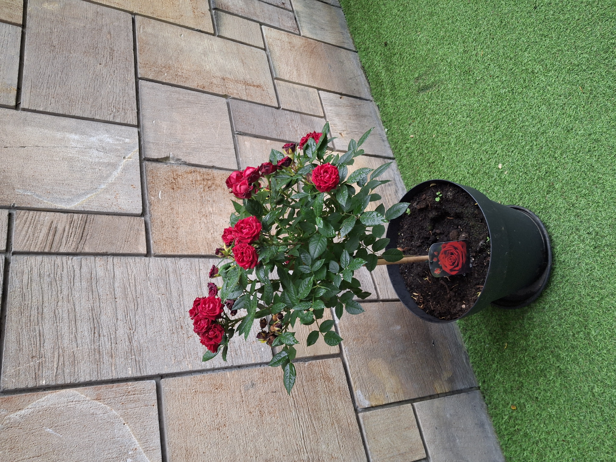A potted miniature rose bush with multiple red blooms and green leaves sits on artificial turf. The pot is black, and a small plant tag with a red rose image is stuck in the soil. Behind the plant is a wall constructed of large, light-brown, rectangular stone tiles with a textured, horizontal grain. The wall appears to be outdoors, possibly in a courtyard or garden area. The lighting suggests it is daytime.