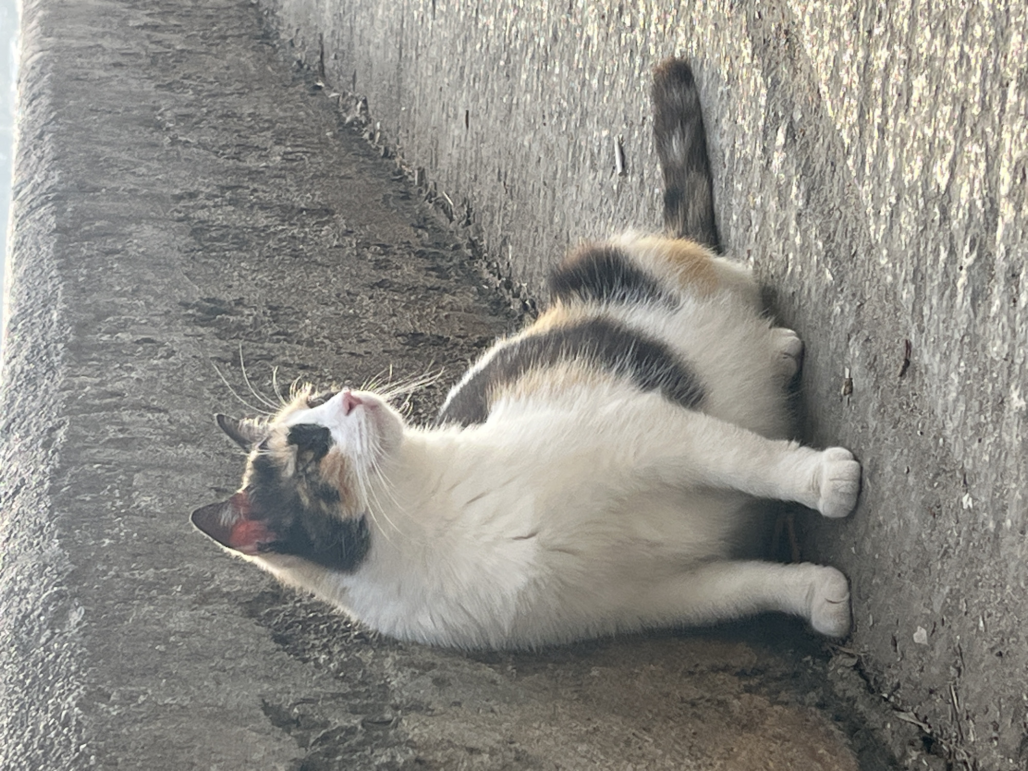 A calico cat lies on its back on a concrete ledge in Bečići, Montenegro. The cat has a white belly, a dark-colored back with calico markings, and a dark-colored tail with calico markings. The cat's paws are extended and its head is tilted upwards. The ledge is made of rough, gray concrete. The lighting suggests it is daytime.