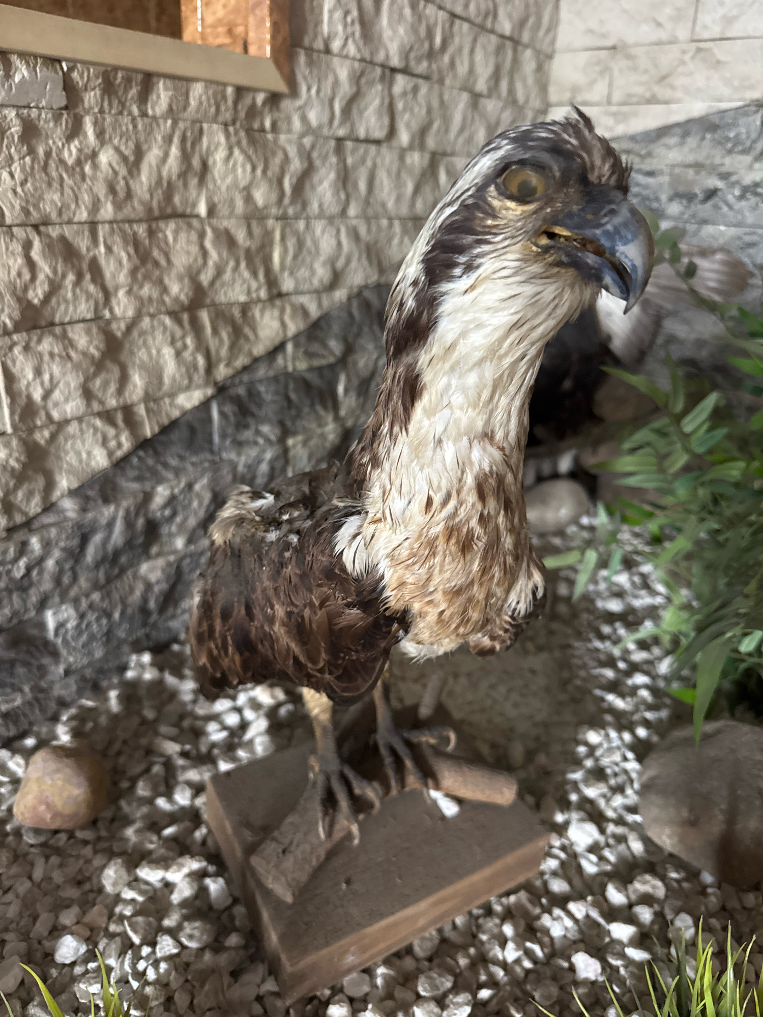 A taxidermied bird, possibly an osprey, is displayed in a diorama. The bird stands on a wooden base surrounded by small grey stones and a few larger rocks. A fake plant with green leaves is visible to the right of the bird. The background consists of a stone wall and what appears to be exposed wooden framing. The scene is illuminated by artificial light, creating shadows. The location is not specified as being in the city of Успенское, Russia; this detail is an assumption based on the prompt.