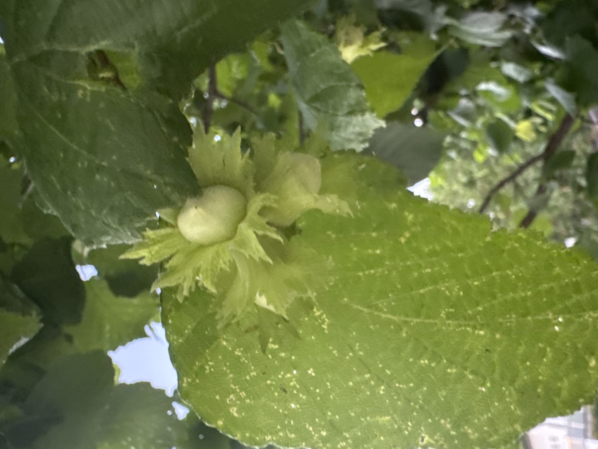 The image displays a close-up view of young hazelnuts growing on a tree branch, surrounded by lush green leaves. The hazelnuts are small, light green, and covered in a fuzzy, leaf-like husk. Some of the husks are partially opened, revealing the developing nuts within. The leaves of the tree are broad and textured, with a lighter green, speckled pattern. The background is blurred, showing more greenery and hints of the sky, suggesting an outdoor setting in natural light. The lighting appears diffused, possibly indicating an overcast day or early morning/late afternoon. The scene evokes a sense of nature and the burgeoning growth of a fruit-bearing tree. The image does not contain any people or visible text. The location context indicates this scene is from Höhenkirchen-Siegertsbrunn, Germany.