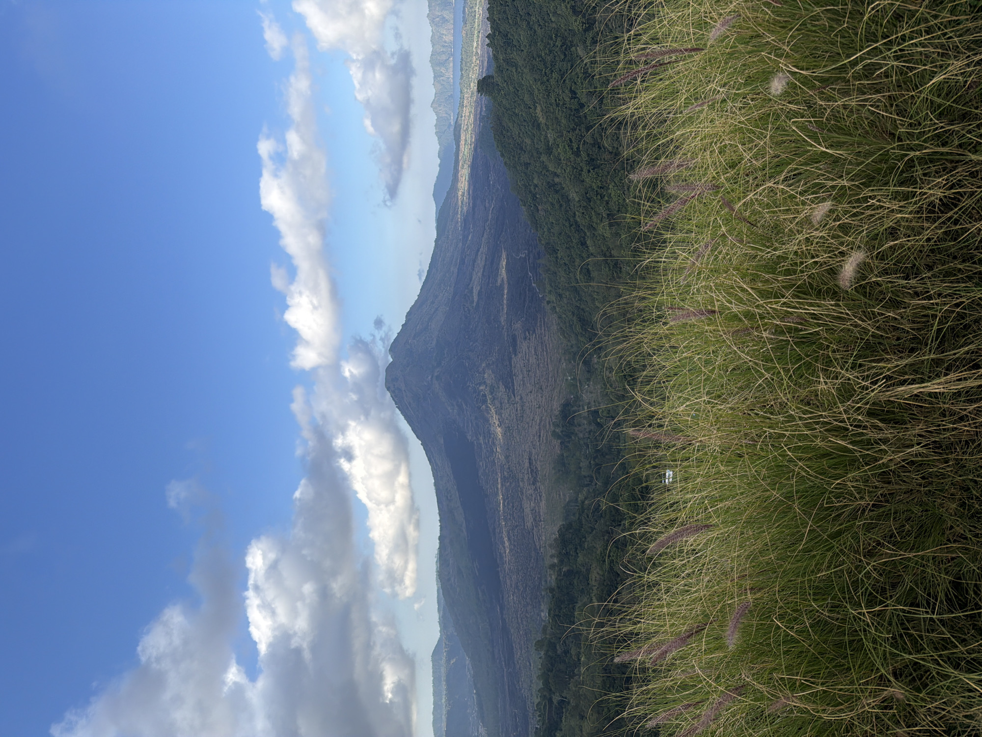 A distant, imposing volcano, Mount Batur, dominates the center of the frame, its dark, rugged slopes a stark contrast to the vibrant green, densely forested hills that lead up to it. The volcano appears dormant, with a visible caldera. In the foreground, tall, feathery grass, tinged with purple blooms, sways gently, obscuring the lower portion of the landscape. The sky above is a brilliant blue, punctuated by fluffy, white cumulus clouds. A glimpse of a body of water, likely Lake Batur, can be seen in the far distance to the right, nestled between rolling hills. A white vehicle is partially visible amidst the grass in the middle ground. The overall scene captures the natural beauty of the Kintamani region in Indonesia, characterized by its volcanic landscape and lush vegetation.