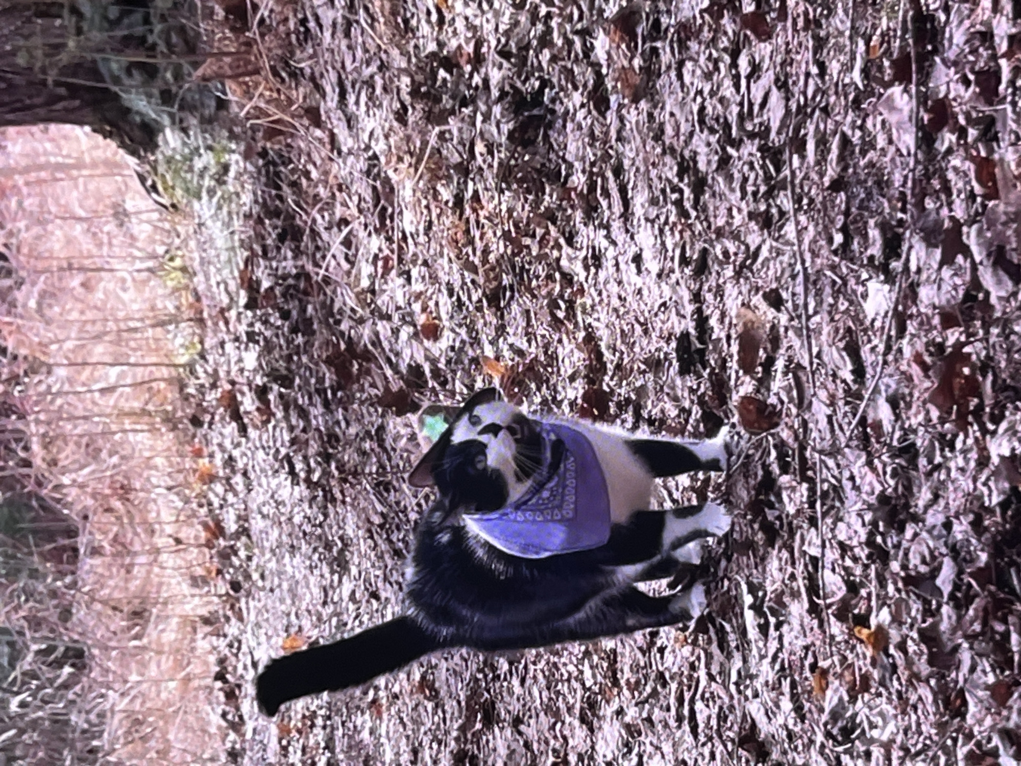 A black and white cat is depicted lying on a forest floor thickly covered with dry, fallen leaves and twigs. The cat is wearing a purple bandana adorned with a light-colored, repeating pattern. It is positioned on its side, looking upwards and slightly to the left, with its front paws tucked under its chest and its hind legs extended.
The scene is an outdoor natural environment, likely a wooded area or forest, characterized by the dense layer of brown and gray foliage underfoot. To the left of the cat, a dirt path or track is visible, bordered by sparse, thin vegetation. The lighting suggests it is daytime, with bright illumination hinting at a sunny day, possibly with filtered light from an overhead canopy. The crisp appearance of the leaves indicates dry weather conditions. The cat's expression appears alert and curious, directed towards something out of frame. There is no visible text in the image. The image is oriented with the ground appearing vertical.