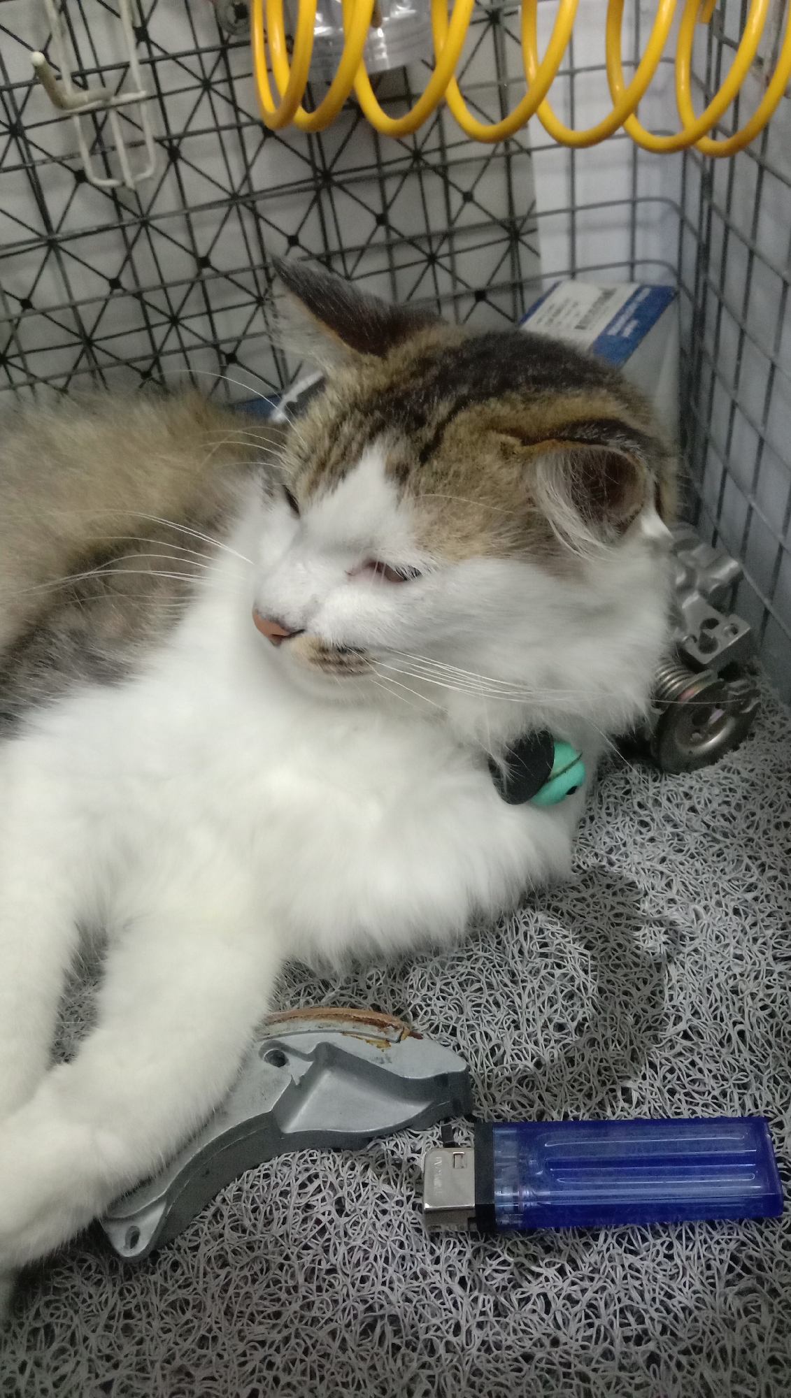The image shows a cat lying down inside a cage in Karangmangu, Indonesia. The cat is a calico with white, brown, and black fur. It has its eyes closed and appears to be sleeping. A blue lighter and a metal object are placed next to the cat. The cage is made of black wire mesh and has a gray textured mat on the bottom. Above the cage, there are yellow coiled springs and some white and blue packaging.
