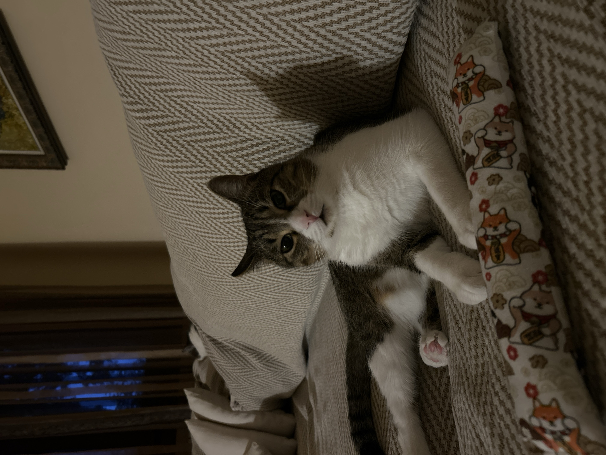A cat lies on a couch in Polenitsa, Bulgaria. The cat has tabby and white fur and is positioned on its side, with its front paws resting on the couch. A decorative pillow with an animal print is in front of the cat. The background shows a window with curtains and a framed picture on the wall. The lighting suggests it is nighttime or indoors with artificial light.