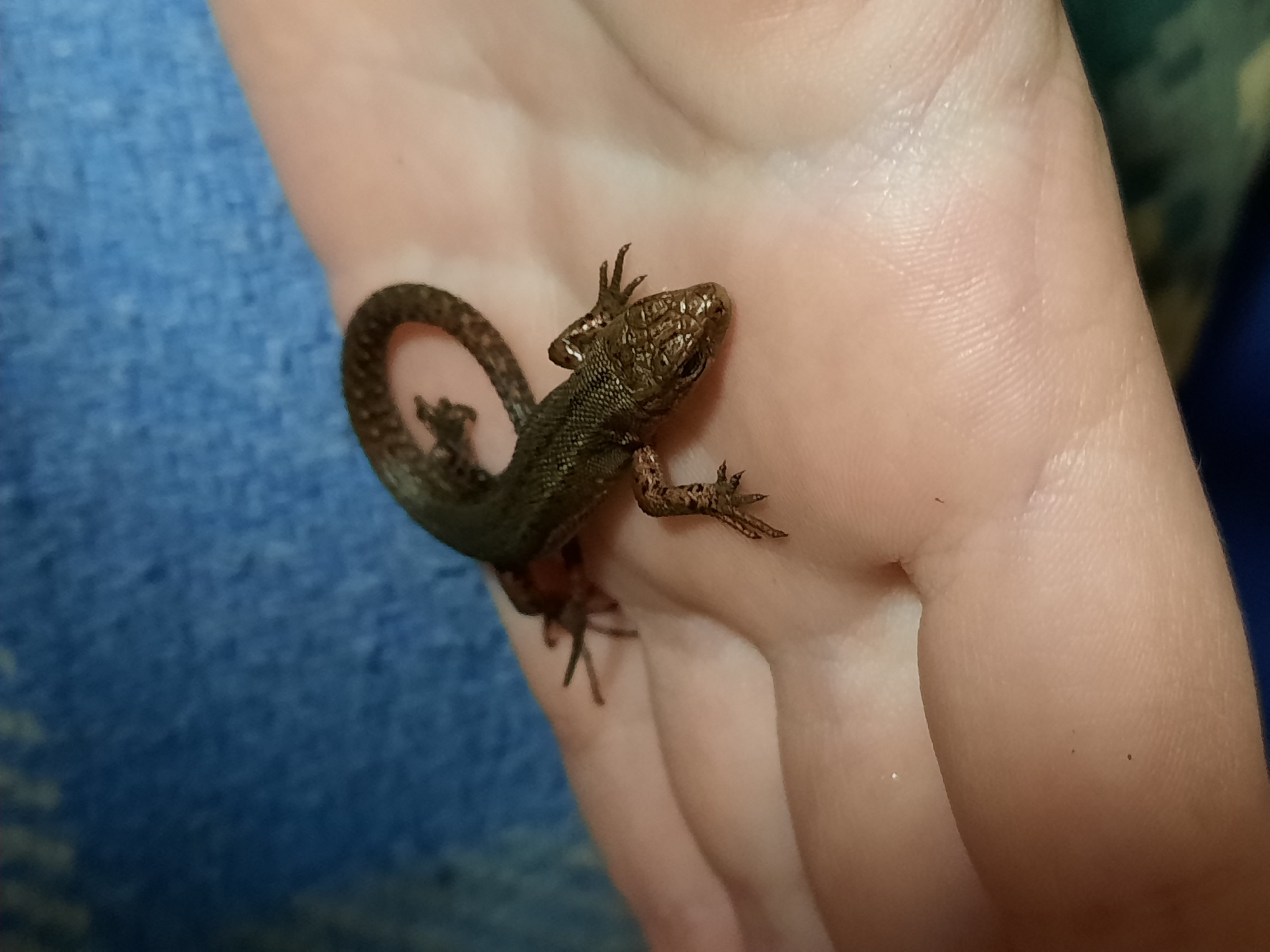 A small, brown lizard with speckled skin rests on the open palm of a human hand. The lizard's tail is curled tightly. The background shows a blue, textured fabric and indistinct other surfaces. The image provides no information about the location in Krasnogorskoye, Russia.