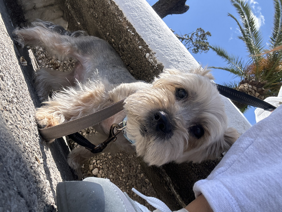 A low-angle outdoor photograph captures a small, light-furred dog, consistent with a Yorkshire Terrier, on a textured path. The dog, positioned slightly left of center, faces the viewer directly with dark eyes and a black nose. It wears a light-patterned collar from which a dark brown leash extends upwards and right, suggesting it is held by a person. Partially visible in the lower right, a person's leg is seen wearing white sweatpants and a grey sneaker with white laces. Behind the dog, a low, white-painted concrete barrier runs horizontally, with a darker, rougher surface containing embedded debris beneath it. The background features a clear blue sky with sparse white clouds, a prominent palm tree in the upper left, and a secondary gnarled tree trunk further left. The scene is brightly lit by natural sunlight. The environment is indicative of a coastal promenade or park pathway within the city of Budva, Montenegro.