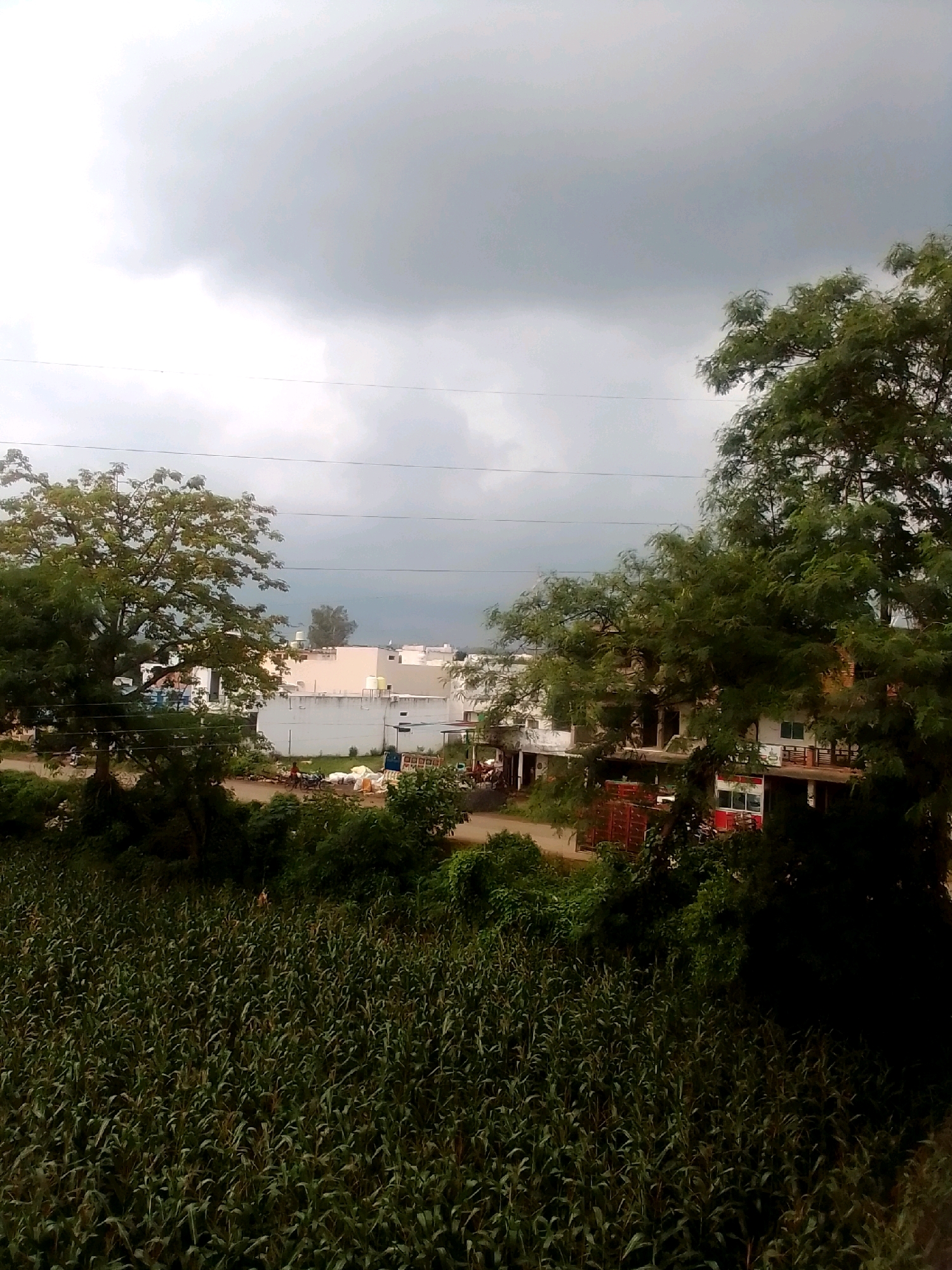 This image depicts a street scene in Anjaniya, India, under a cloudy sky. In the foreground, a field of green crops, possibly maize, dominates the lower portion of the frame. Beyond the field, a road runs horizontally, with several people and motorcycles visible. To the left of the road, a large tree with dense foliage stands. In the background, several buildings with white and light-colored walls are situated, some appearing to be houses or shops. One building has balconies and windows, with some red elements visible. A truck with a red trailer is parked near the buildings. The overall atmosphere is overcast, suggesting a possibility of rain.