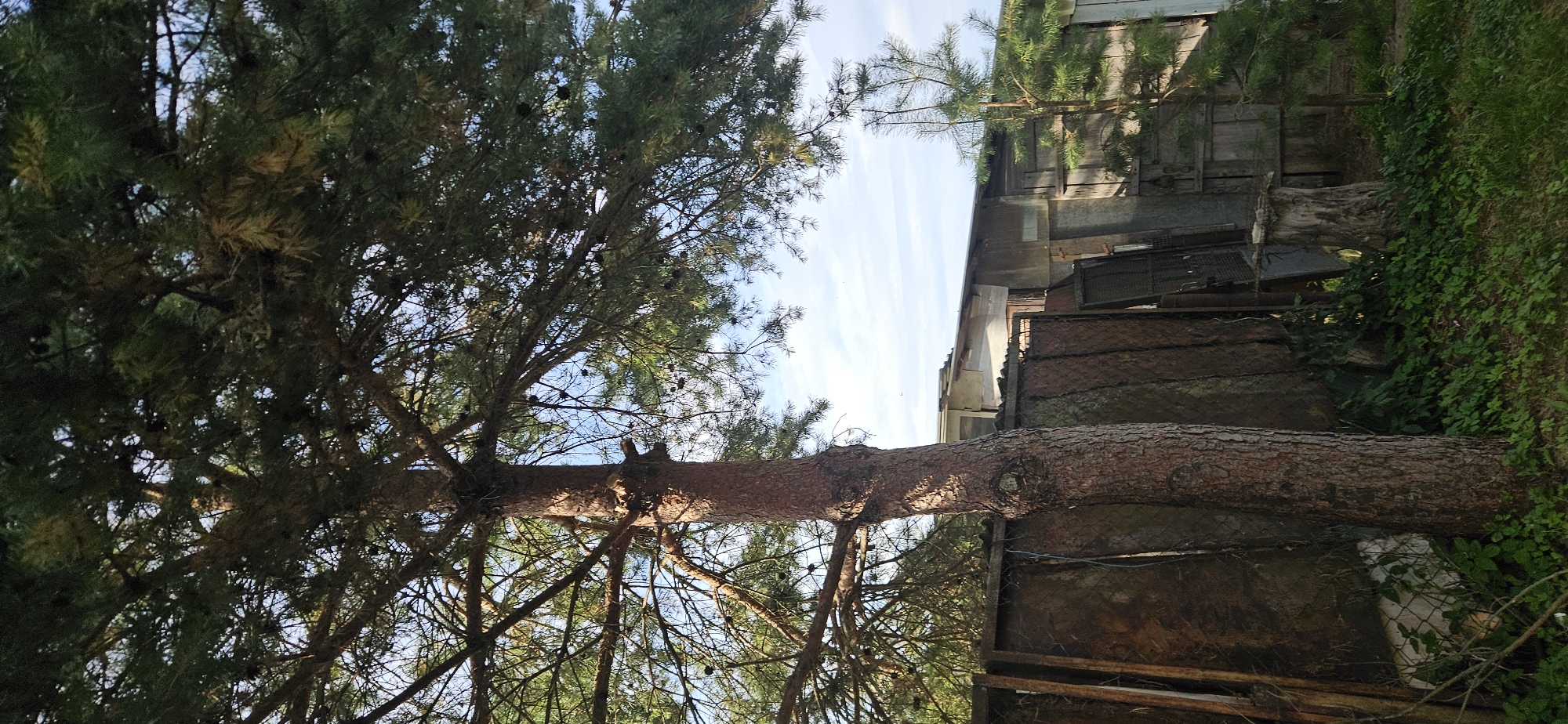 The image depicts an outdoor scene dominated by a large pine tree in the foreground, its textured brown trunk and branches with green needles filling a significant portion of the frame. Behind the tree, a weathered, rusty metal fence runs horizontally across the middle ground, partially obscured by the tree's foliage. Beyond the fence, a rustic, utilitarian building with a corrugated metal roof and wooden siding is visible. A smaller pine sapling stands to the right of the main tree, closer to the building. The ground in the foreground is covered with green grass and vegetation. The sky above is a light blue with scattered white clouds. The overall impression is that of a somewhat neglected, rural or semi-rural setting. The location specified is Мазалаўскі сельскі Савет, Belarus.