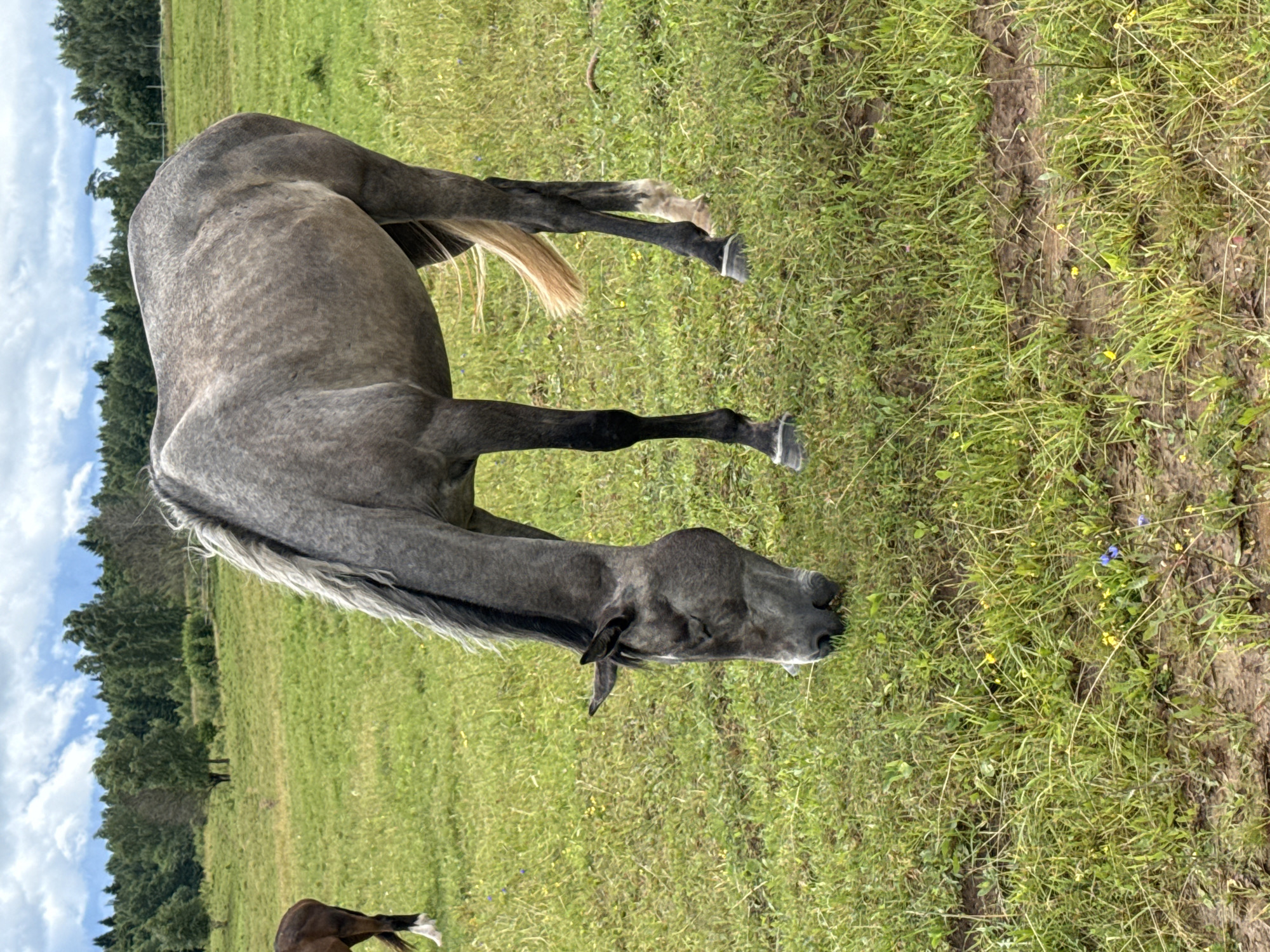 In a verdant meadow with scattered wildflowers, a dappled grey horse grazes. The horse's head is lowered to the ground, its mane a light grey against its dark grey neck. Its tail, a pale blonde, swishes gently. In the background, a line of dense trees forms a dark green horizon against a cloudy sky. Another horse, mostly obscured, is visible to the left. The ground is a mix of grass and mud, with small yellow and blue flowers dotting the landscape. This scene is located in Galinė, Lithuania.