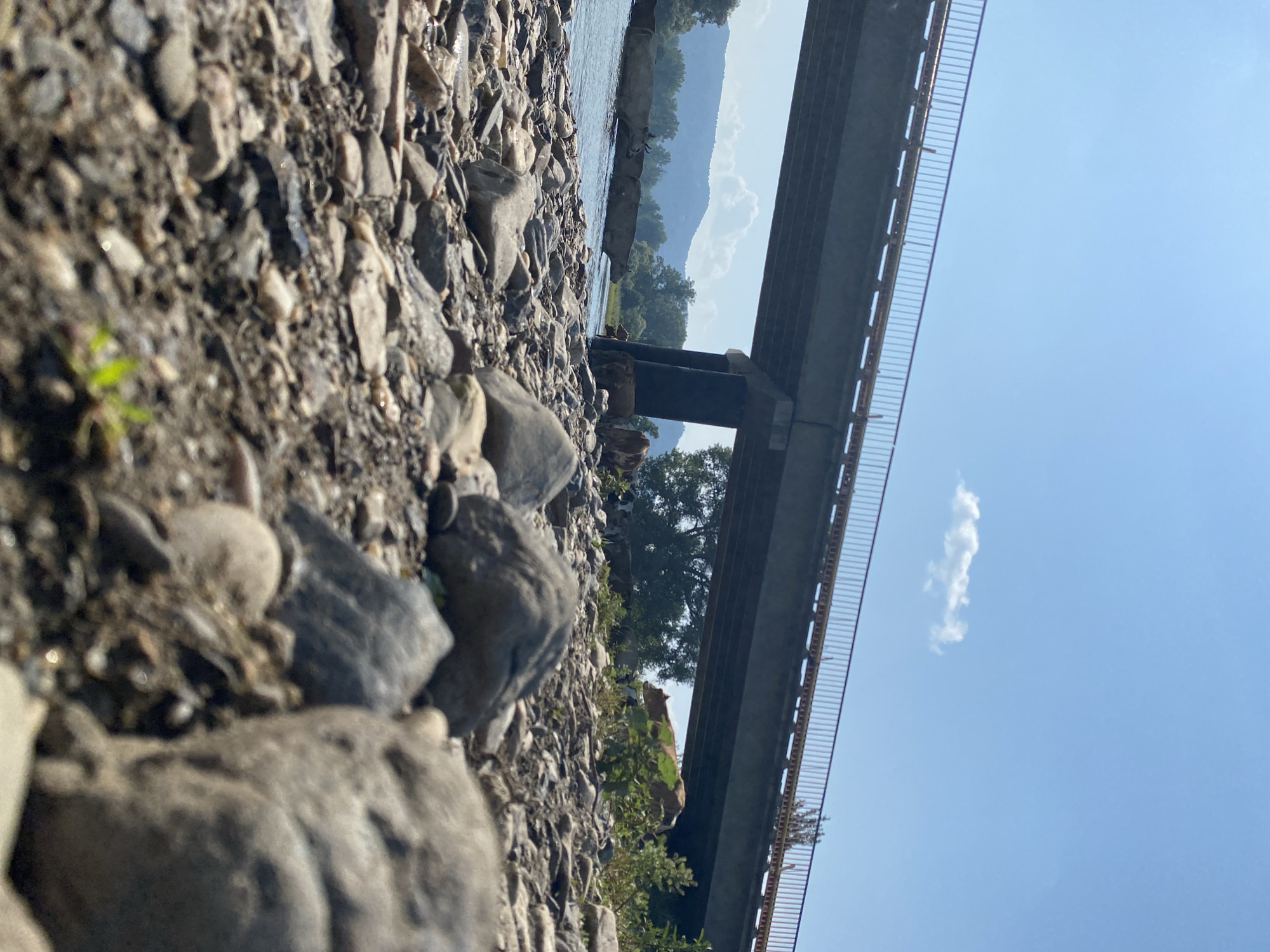 This is a low-angle, ground-level photograph taken outdoors on a sunny day with a clear blue sky. In the foreground, a rocky, pebbled riverbank is visible, with large, grey stones taking up much of the frame. Beyond the riverbank, a body of water, presumably a river, stretches across the image. Several cows are depicted standing in the water, some appearing to be submerged up to their bellies. In the background, a large, concrete bridge with a metal railing spans across the water. The supports of the bridge are visible, with one large concrete pillar on the right side of the image. Behind the bridge and water, a dense line of trees and rolling hills, possibly mountains, are visible under the bright sky. The location is described as the city of Maloarslangulovo, Russia.