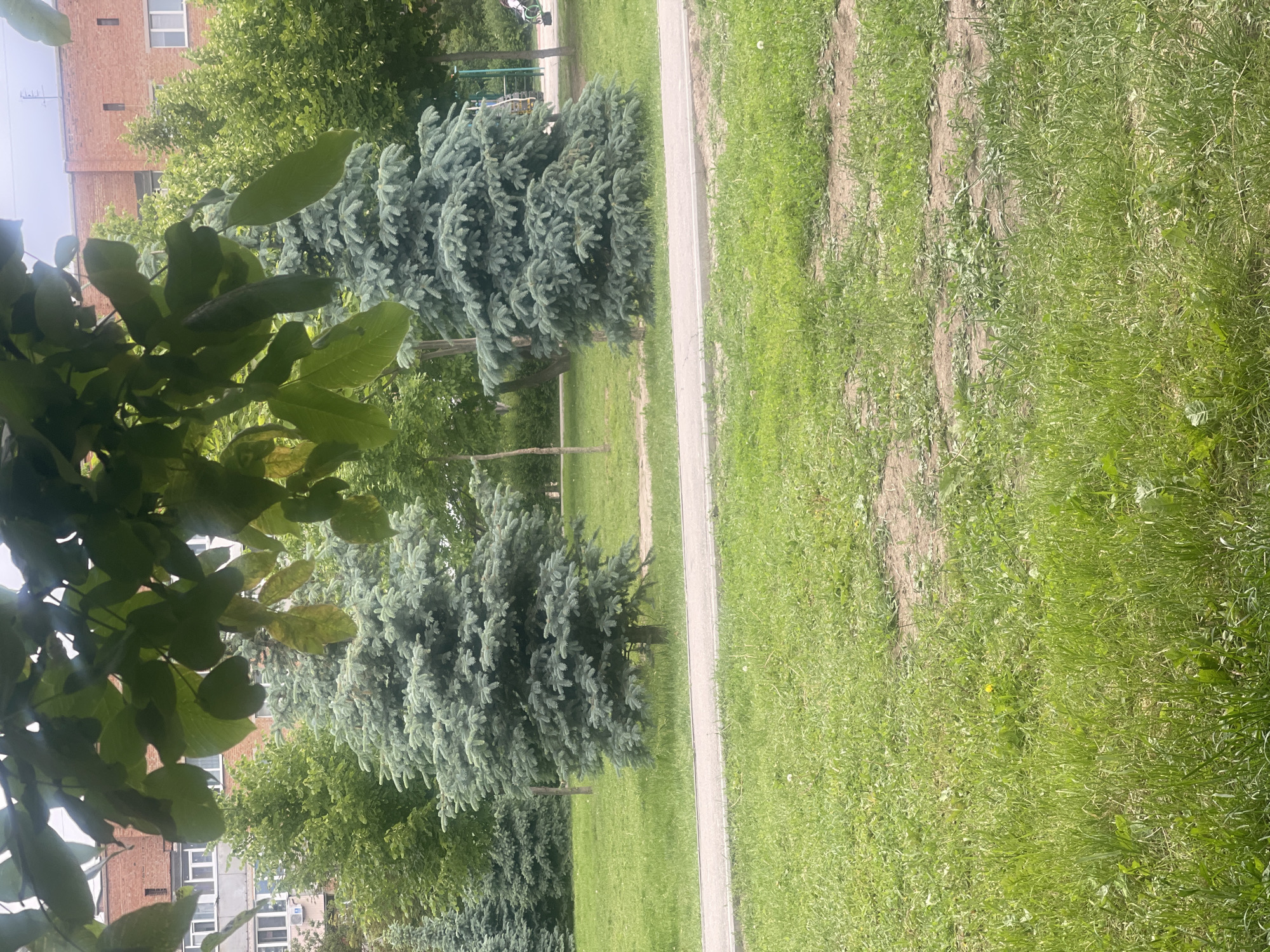 This image captures an outdoor scene, likely a park or a communal green space within an urban or suburban environment, consistent with the context of Poltava, Ukraine. The perspective is slightly elevated, looking across the landscape on a clear day with soft, even lighting, suggesting an overcast sky or diffused sunlight.
In the immediate foreground on the left, large, dark green leaves from a deciduous tree, possibly a walnut, partially frame the view. Moving further into the scene, a paved pathway, likely concrete or asphalt, stretches horizontally across the midground, dividing the area.
To the left of this path, several robust blue spruce trees with dense, silvery-green needles stand as prominent features. Behind these, more deciduous trees with bright green foliage are visible, along with glimpses of a children's playground equipment in the far left background.
To the right of the pathway, a wide expanse of green grass dominates the area, extending into the background. This grassy section appears somewhat unkempt in places, with visible dirt patches and varied growth, and a few small yellow wildflowers are scattered within.
In the upper left background, sections of multi-story residential buildings made of reddish-brown brick are visible, featuring typical rectangular windows. An antenna is perched on the roof of one of these buildings. The sky above is a light, muted tone.
The scene is tranquil and appears to be devoid of specific human activity. There is no visible text.