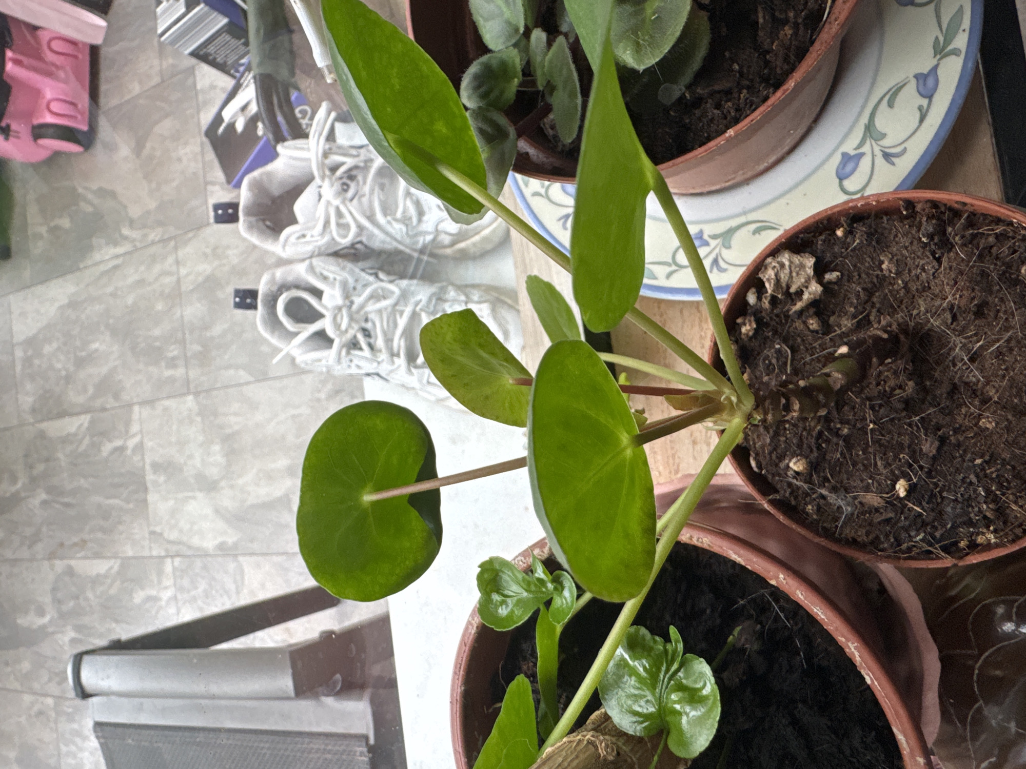 The location is an interior space. The image displays a high-angle view of three potted plants situated on a surface, with a tiled floor and miscellaneous items in the background.
In the foreground, a Pilea peperomioides (Chinese money plant) is centered in a round, brown terracotta pot containing dark, somewhat dry soil with visible root fibers. The plant exhibits multiple round, vibrant green leaves attached to reddish-brown petioles of varying lengths. To the immediate left, a portion of a second brown terracotta pot is visible, containing a plant with several glossy, heart-shaped green leaves in moist, dark soil. To the right, a third brown terracotta pot holds a plant with smaller, fuzzy, dark green leaves, identified as an African Violet (Saintpaulia), resting on a circular ceramic saucer patterned with blue bellflowers and green vines against a cream background.
In the midground, a light gray, possibly tiled or stone-patterned floor extends into the background. A pair of worn, white lace-up sneakers are positioned on this floor, facing away from the viewer. Behind the sneakers, two small, black, square objects are affixed to a vertical surface. To the far left, a silver-colored metallic furniture leg or support structure is partially visible, with a rounded top and a flat lower section, positioned near a transparent surface where two suction cups are adhered. In the distant background, a pink plastic toy, possibly a stroller or cart, is visible, alongside stacked cardboard boxes or packaging with dark text and graphics.
The scene is well-lit, indicating an ambient light source, likely from a nearby window, illuminating the subjects without harsh shadows. No people are present.