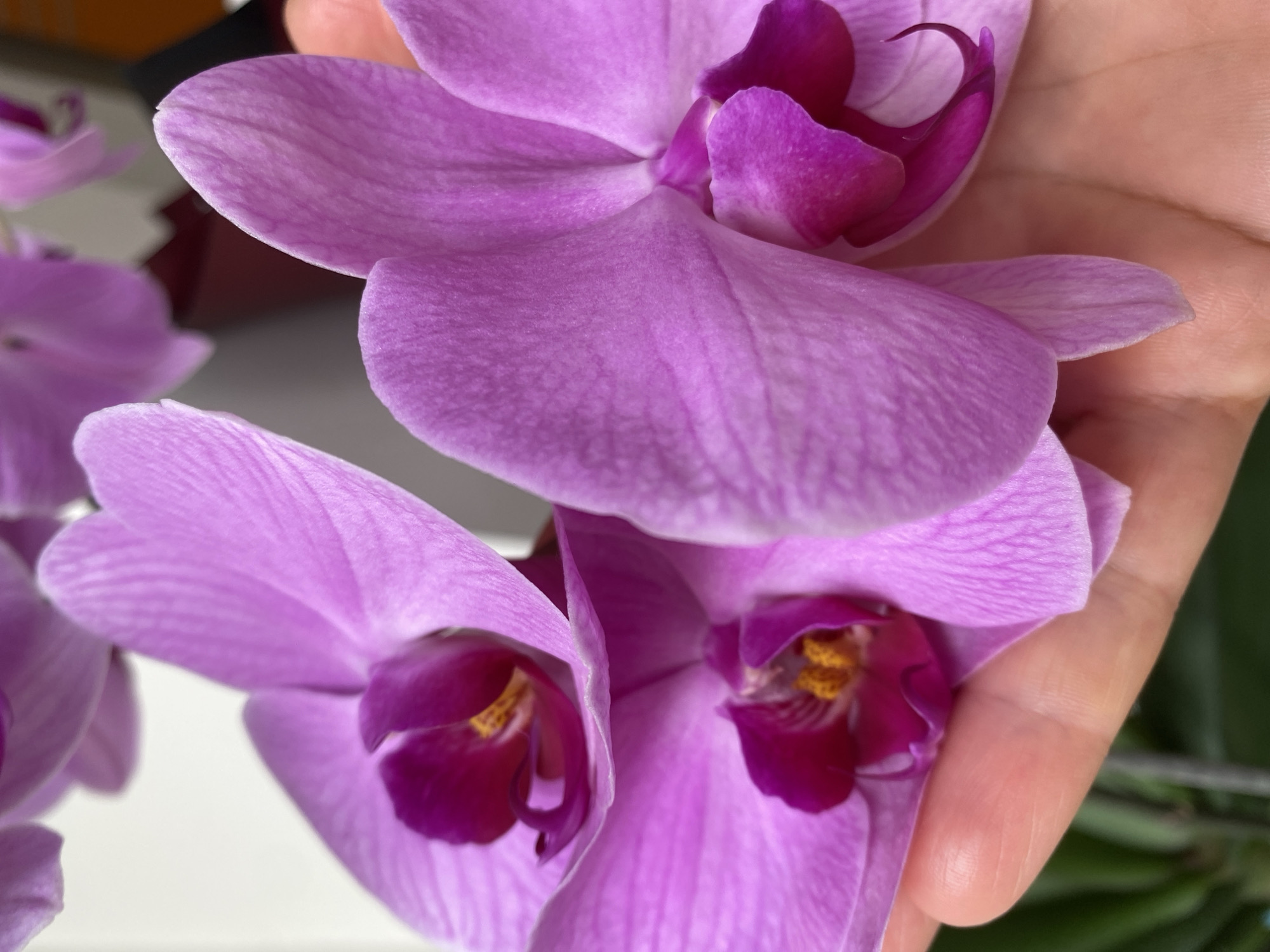 The image depicts a close-up of several light purple orchids held in a person's hand. The flowers are characterized by their large, rounded petals and deep purple centers with hints of yellow pollen. The hand holding the flowers appears to be light-skinned. The background is out of focus, but glimpses of white and green suggest an indoor setting near a window or other bright surface. The location in Alanya, Turkey, is not evident in the image.