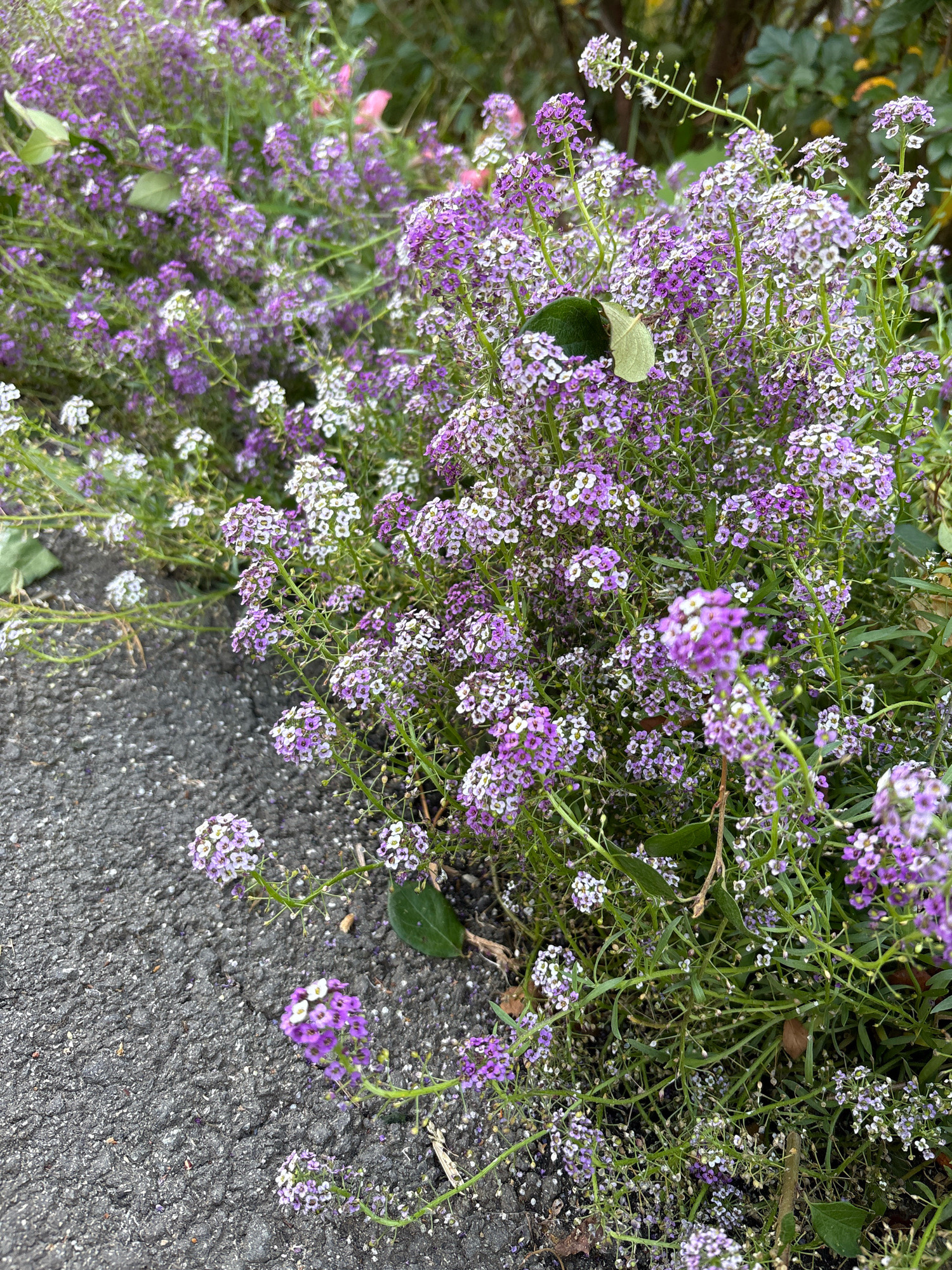 A close-up, eye-level, high-angle shot shows a cluster of sweet alyssum flowers (Lobularia maritima) blooming profusely along the edge of a dark asphalt surface. The flowers exhibit a mix of white and purple hues, with tiny individual blossoms clustered together on thin, green stems. Some of the flowers are more mature, with visible seed pods, while others are in full bloom. The asphalt surface appears to be a sidewalk or roadway, showing some texture and small pebbles. Green foliage and leaves are interspersed throughout the flowering plants, and in the background, out of focus, is more greenery. The scene is lit by natural daylight. The location is Zapadny, Russia.