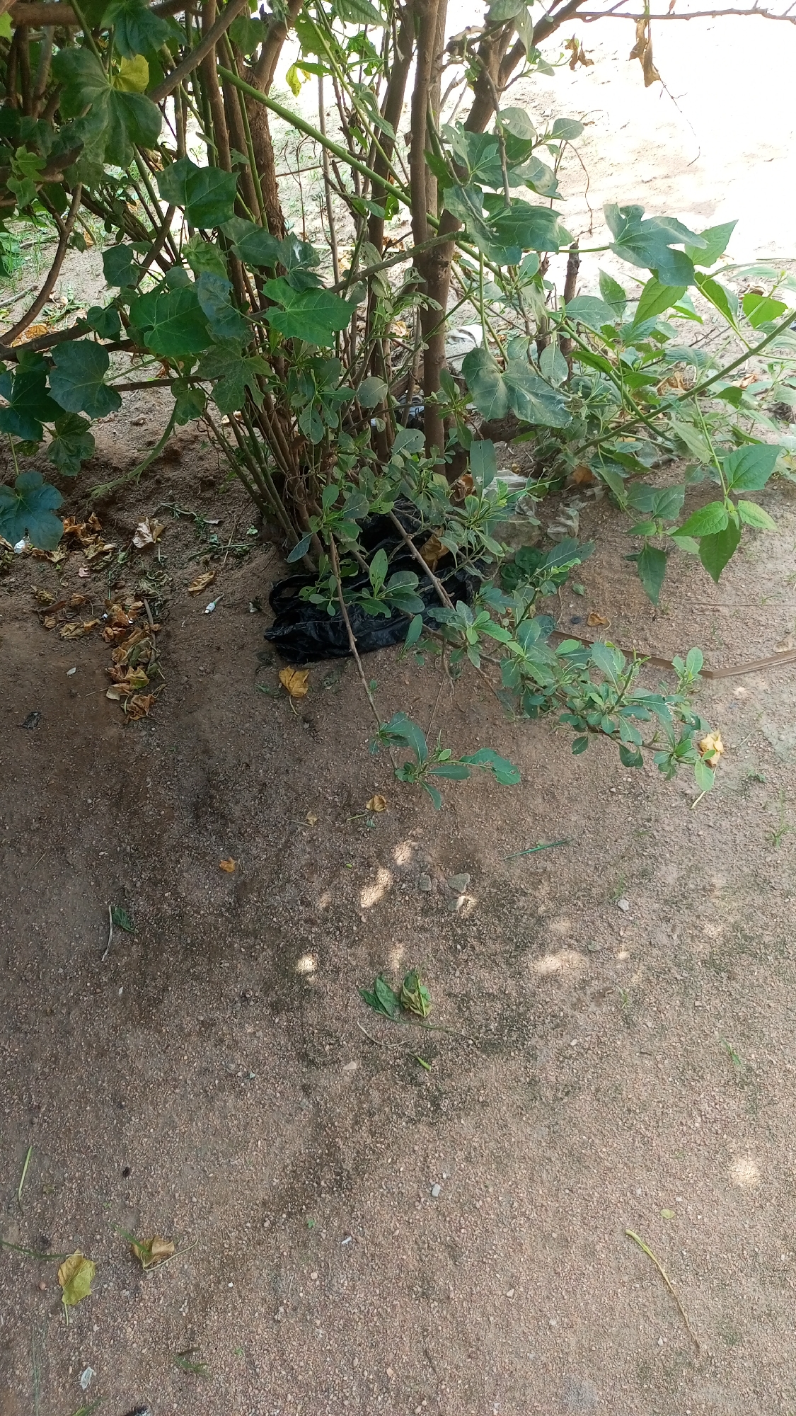 The image depicts a close-up, eye-level shot of a cluster of trees and plants situated on a sandy, somewhat parched ground. The setting appears to be outdoors, likely in a dry environment, with sparse vegetation. The focus is on the plants, which have various shades of green leaves and woody stems. Some dried leaves are scattered on the ground, indicating a dry season. A black plastic bag is visible near the base of the plants, suggesting human intervention or littering. A single yellow flower with a hint of orange is blooming on a slender branch of one of the plants. The ground is a mixture of sand and small stones, with patches of light and shadow suggesting it is daytime with sunlight filtering through the foliage. There is no visible text. The overall impression is one of a natural, albeit somewhat neglected, outdoor environment.