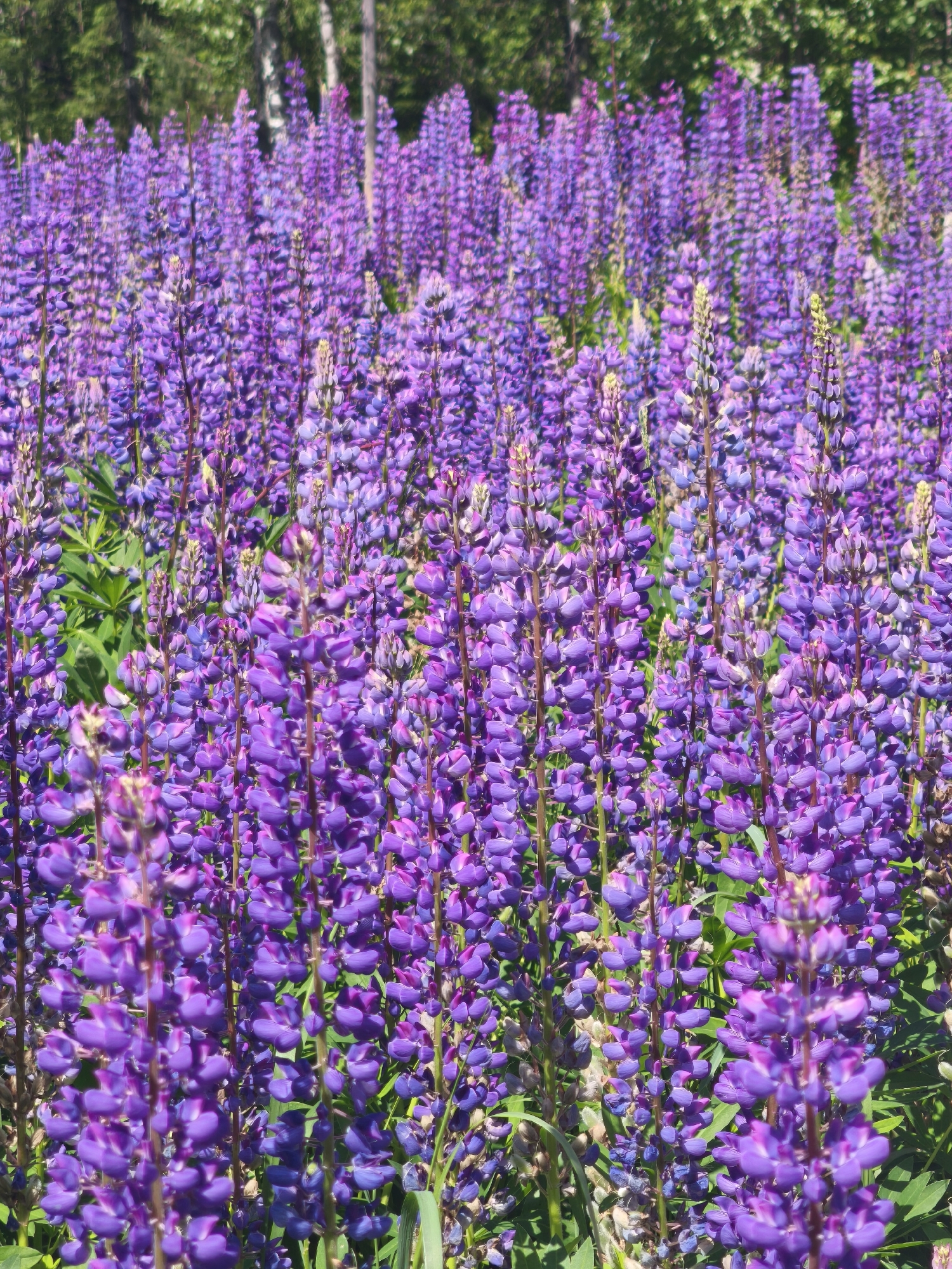 An outdoor, eye-level, medium shot captures a dense field of tall, purple lupine flowers under a bright sky. The flowers dominate the foreground and mid-ground, their spiky blooms forming a vibrant carpet of color. In the background, a line of trees with green foliage and a few lighter-colored trunks suggests a forest edge. The lighting is natural and highlights the textures of the petals and leaves. The scene is peaceful and evocative of a summer meadow. The location is described as Unknown, Russia.