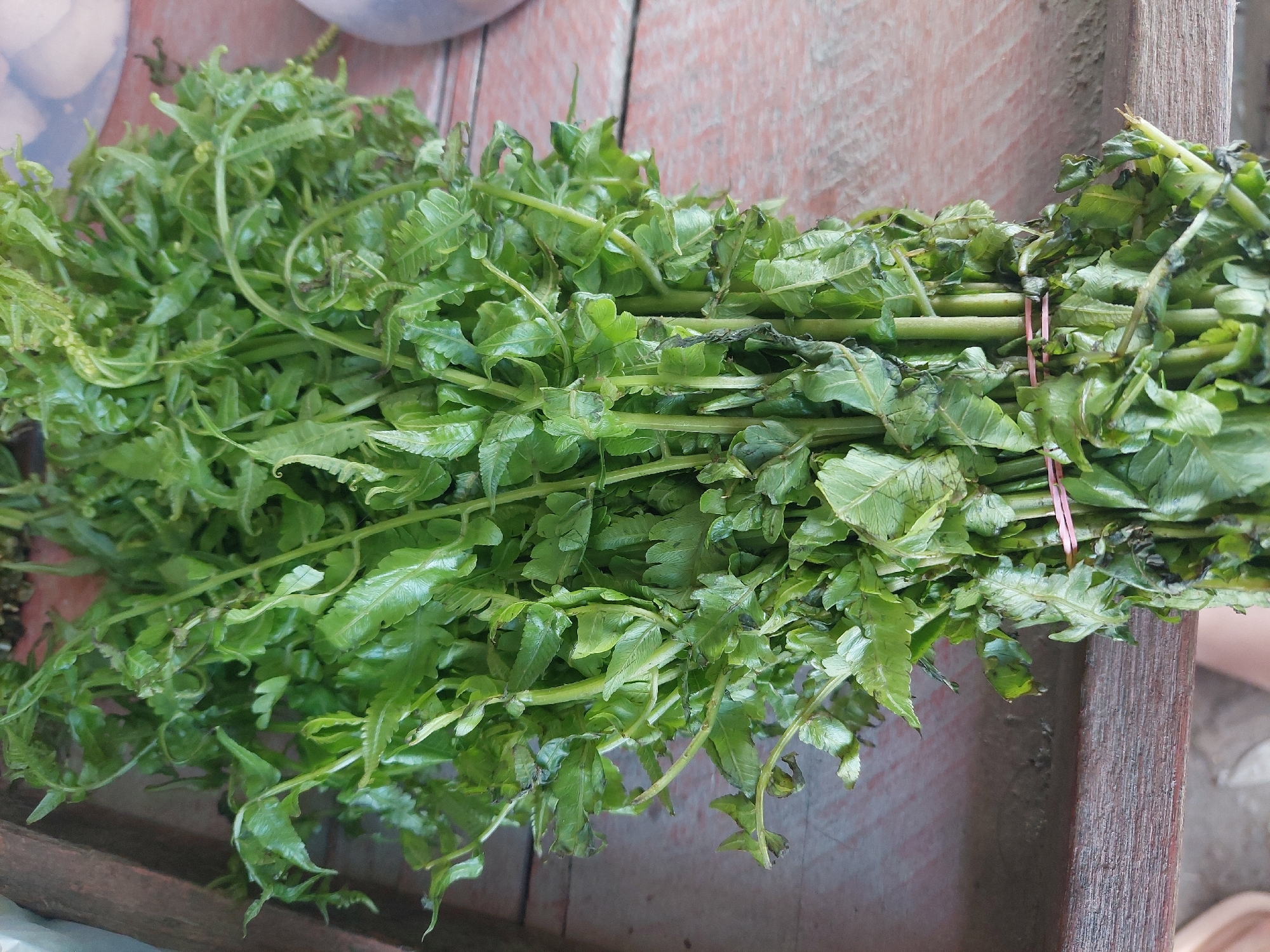 A close-up, eye-level shot shows a large bunch of fresh fern shoots, likely for consumption, tied with a pink rubber band. The fern fronds are bright green and tightly packed, with some unfurling. They are arranged on a wooden surface, possibly a market stall. The wood appears weathered and has a reddish-brown hue with visible grain. The background is slightly out of focus, but suggests an outdoor setting, with hints of other items and a person's leg visible. The lighting is natural and appears to be from above. The image's composition focuses entirely on the fern shoots, emphasizing their texture and vibrant color. The scene is likely taking place in a market in Parit Baru, Indonesia, given the context of fresh produce being sold.