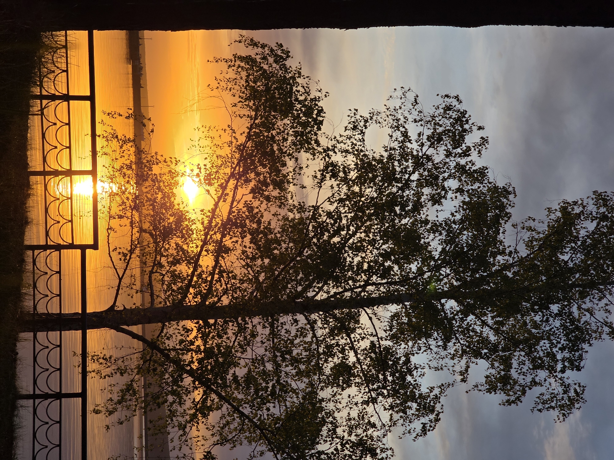 A low-angle shot captures a sunset over a body of water, likely a lake or river. The sun's golden rays permeate the scene, reflected on the water’s surface and filtering through the branches of a tree located to the right. To the left, a section of an ornate, black metal fence partially obscures the view. The sky transitions from shades of orange and yellow near the horizon to gray and blue at the top of the frame. The photograph was taken in Chaikovsky, Russia.