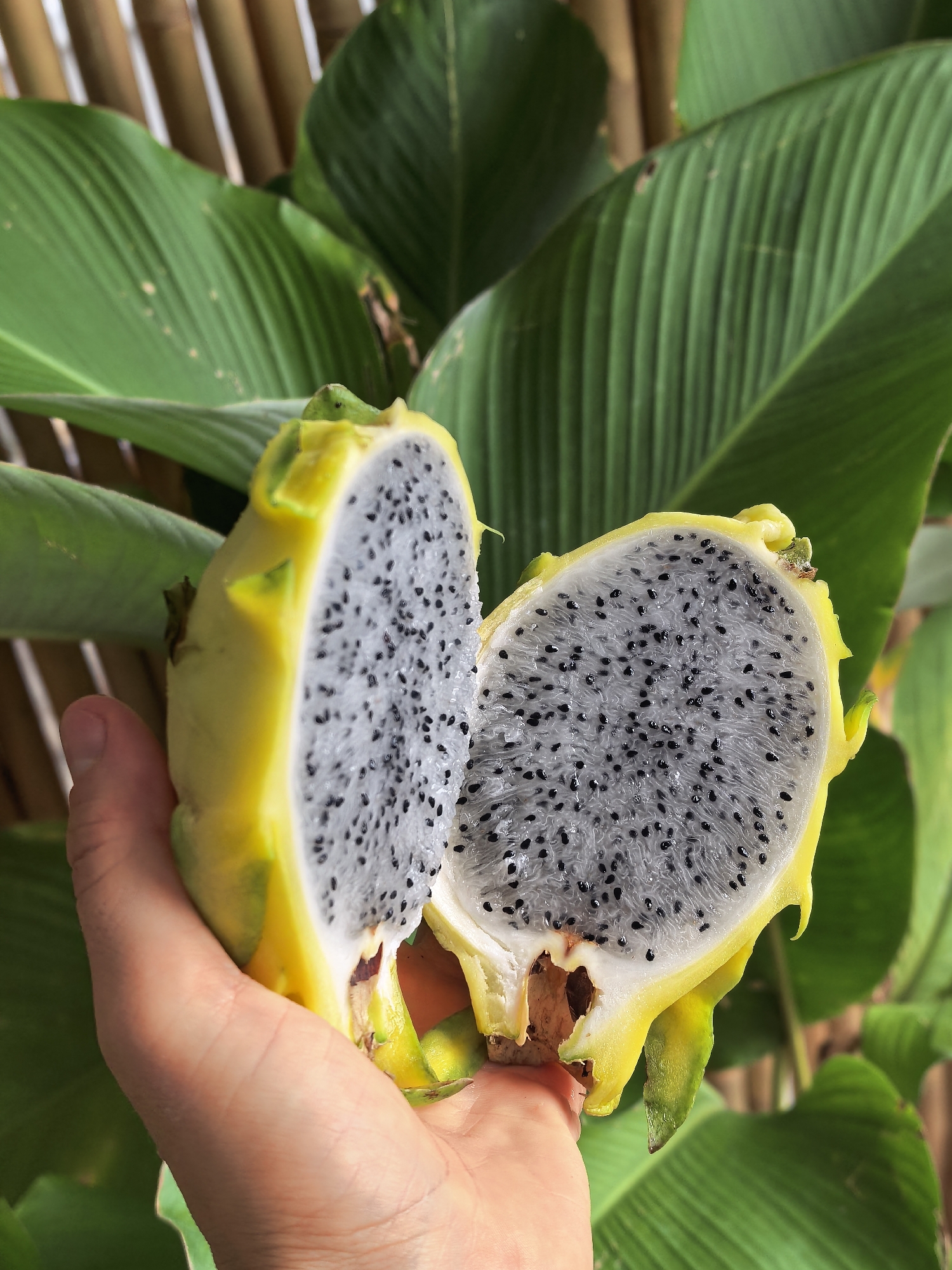 In the city of Ko Samui District, Thailand, a person's hand holds a halved yellow dragon fruit, revealing its white flesh speckled with black seeds. The fruit is positioned in front of a background of lush green leaves and a bamboo wall.