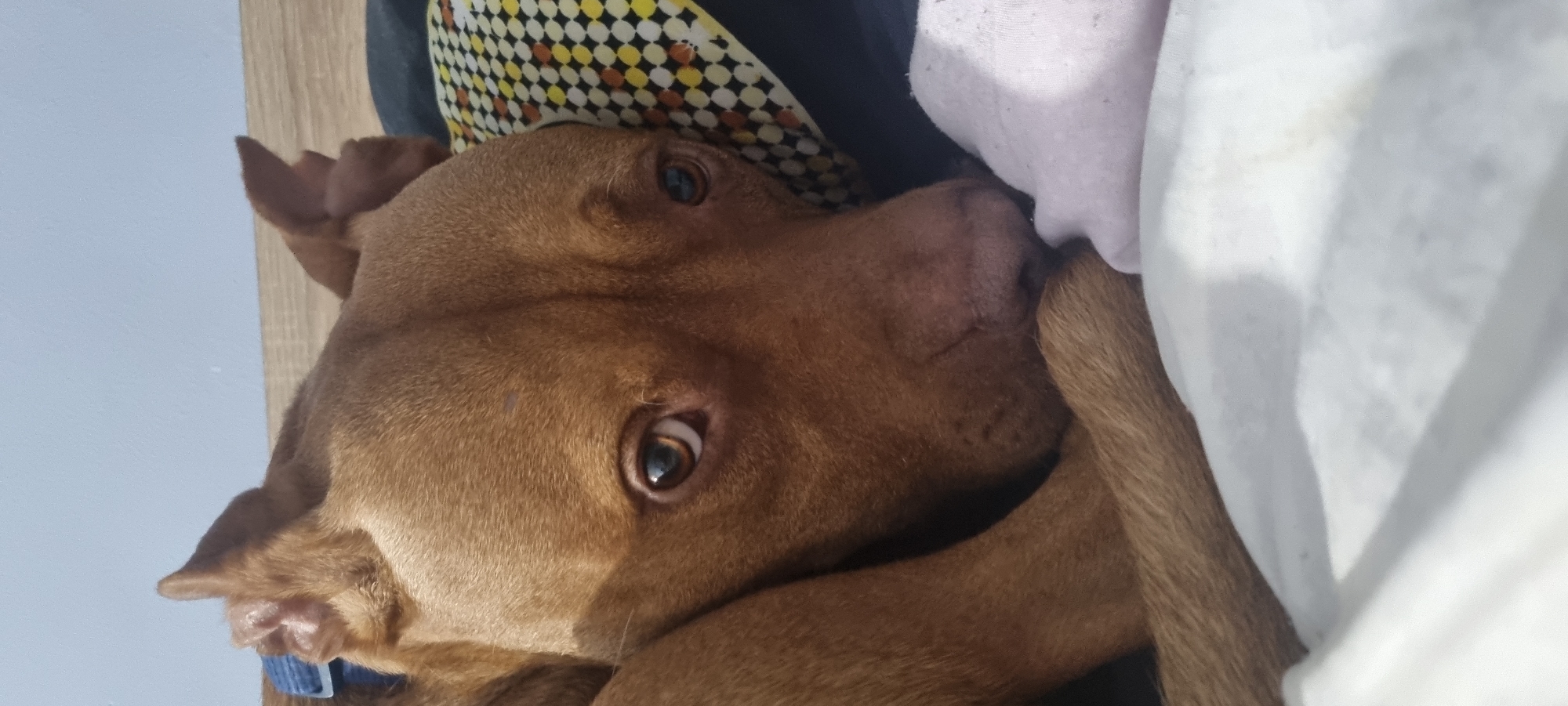 A brown dog is lying on a bed, its head resting on its paw. The dog is looking at the camera with a soft expression. The background is a blurred mix of pillows and bedding, with a glimpse of a blue wall. The location is Unknown, Unknown.