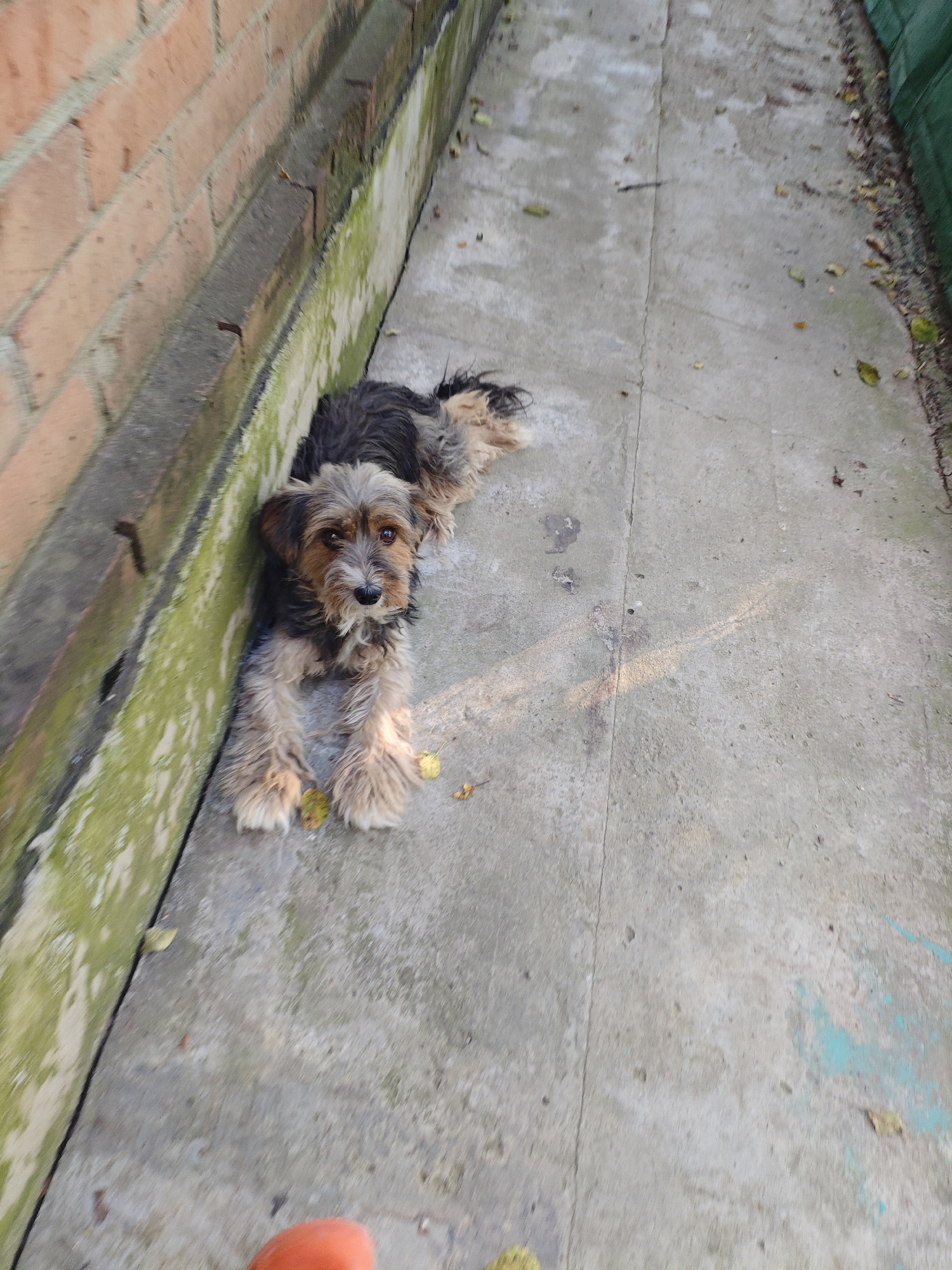 A small, scruffy dog with brown and black fur lies on a concrete pathway next to a weathered brick wall. The dog is facing the camera, with its front paws stretched out. The pathway is cracked and appears to be in an outdoor, possibly alley-like setting. Green algae or moss grows on the lower section of the brick wall. The scene suggests an outdoor environment in Krasnaya Polyana, Russia, likely in a less maintained area. The lighting indicates it is daytime.