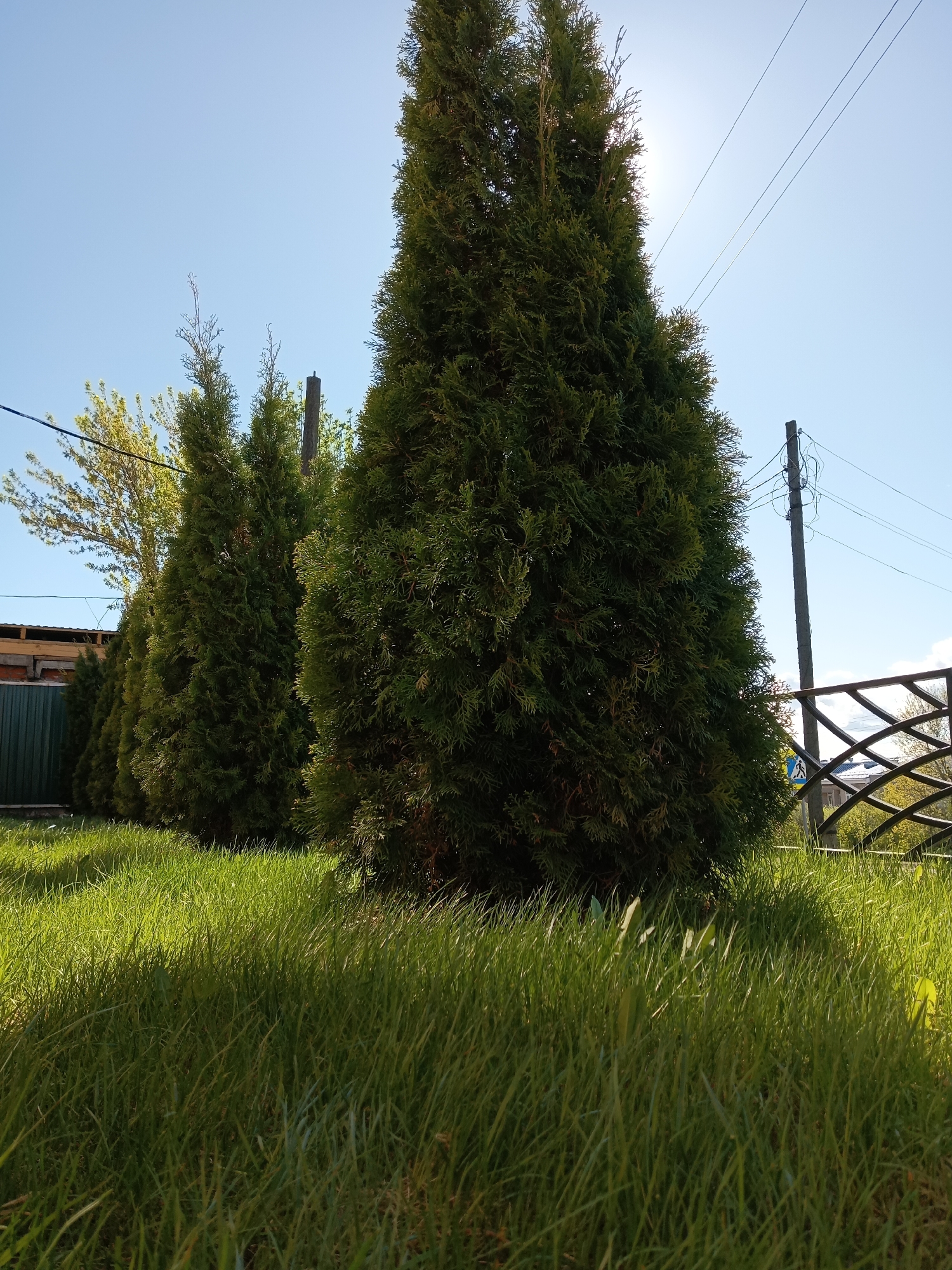 The photograph depicts a scene in Фоки, Russia, featuring a row of evergreen trees. These trees are positioned along what appears to be a property line, marked by a green fence partially visible behind them. A grassy foreground with varying lengths of grass occupies the lower portion of the image. The sky is bright blue with sunlight, and power lines are strung along utility poles. To the right, a metal fence with a patterned design is visible.