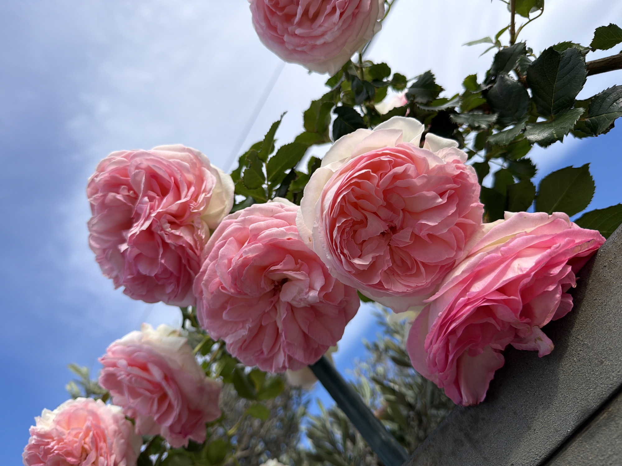 The image shows a cluster of pink and white roses blooming against a bright blue sky in Mont-roig del Camp, Spain. The roses are in various stages of bloom, with some fully open and others still budding. Green leaves and stems are visible among the roses. The roses are growing near a gray, possibly concrete, structure. The composition suggests the photograph was taken from a low angle, looking up at the flowers.