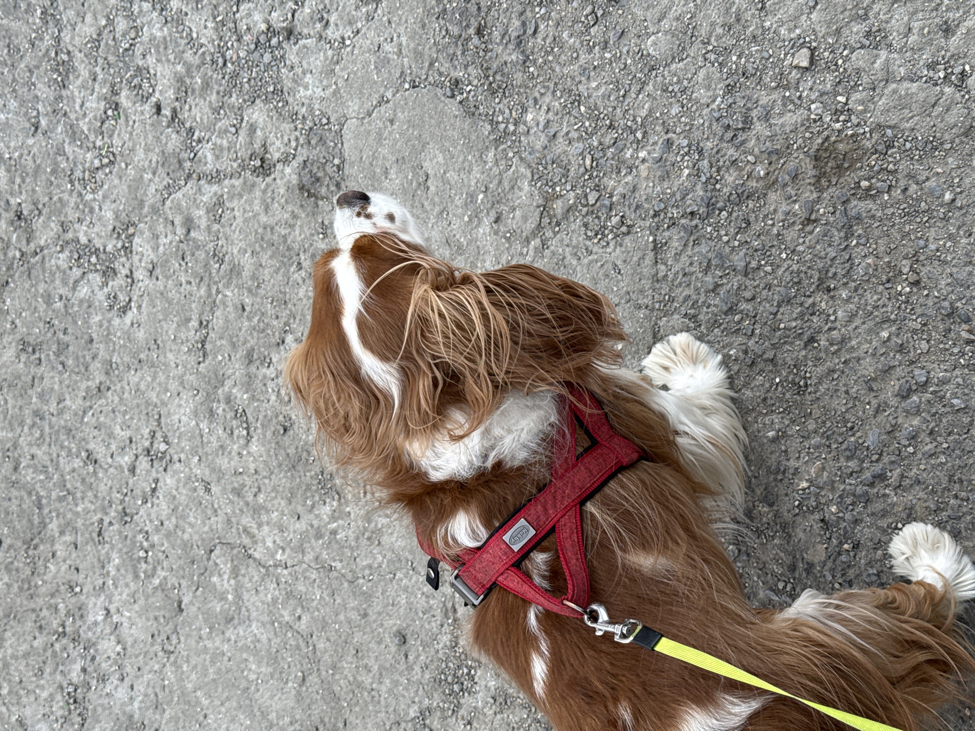 A brown and white Cavalier King Charles Spaniel wearing a red harness and yellow leash is lying on a concrete and asphalt surface. The dog's head is oriented towards the top of the image, and its body extends downwards. The dog appears to be resting or relaxing. The surface beneath the dog is a combination of smooth concrete and rough asphalt with small pebbles embedded within. The location is unspecified and cannot be determined from the image.