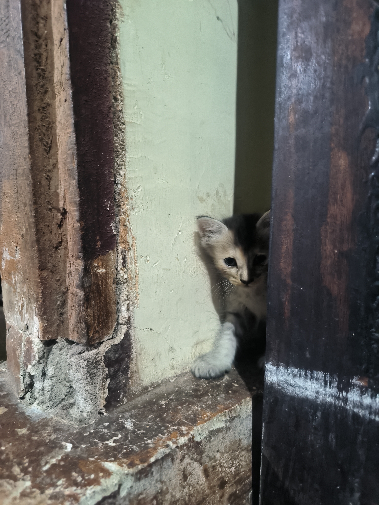 A fluffy kitten with light brown and dark grey fur peeks out from behind a dark wooden doorframe. The kitten is positioned on a rough, speckled stone surface. To the left of the kitten, a weathered, light-colored wall is visible, and further to the left, a dark, textured wooden beam is present. The background is dimly lit, obscuring details beyond the immediate foreground. The setting appears to be an outdoor or semi-outdoor space, possibly an alleyway or the entrance to a building, in Bumi Mulyo, Indonesia.