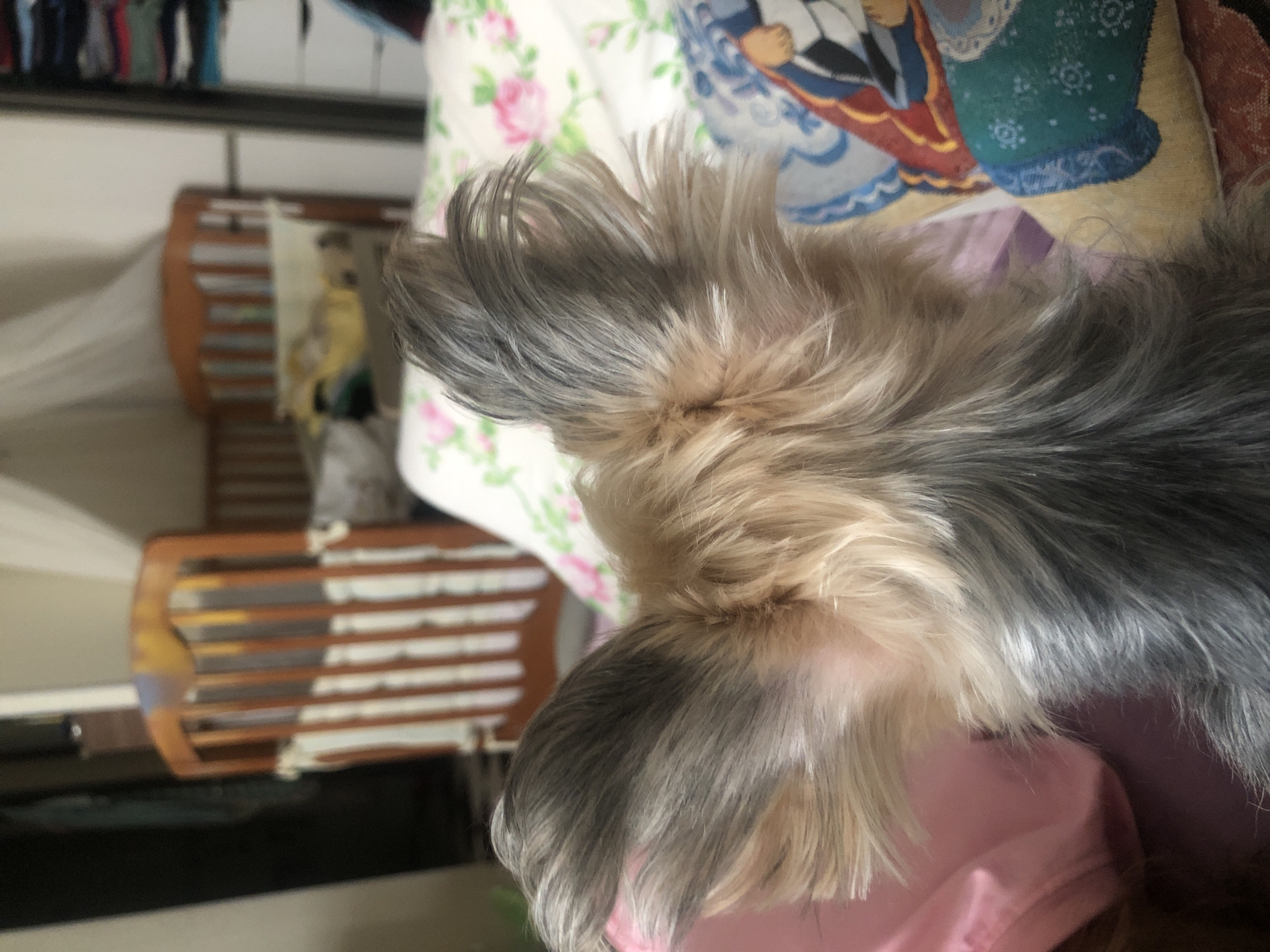 A close-up, over-the-shoulder view of a small dog's ears is presented. The dog appears to be a Yorkshire Terrier, with characteristic tan and gray fur. The ears are erect and alert, with fine hairs fanning out. The background is blurred but suggests an indoor domestic setting. Visible elements include what appear to be cribs, possibly for a baby, and a closet with folded clothes. There is also bedding with a floral pattern and another pillow with a patterned cover, possibly featuring a cartoon character. The lighting is natural and diffused. The scene evokes a feeling of a home environment, perhaps a nursery or bedroom. There is no discernible information within the image that would allow for the determination of its specific location within Yaroslavl', Russia.