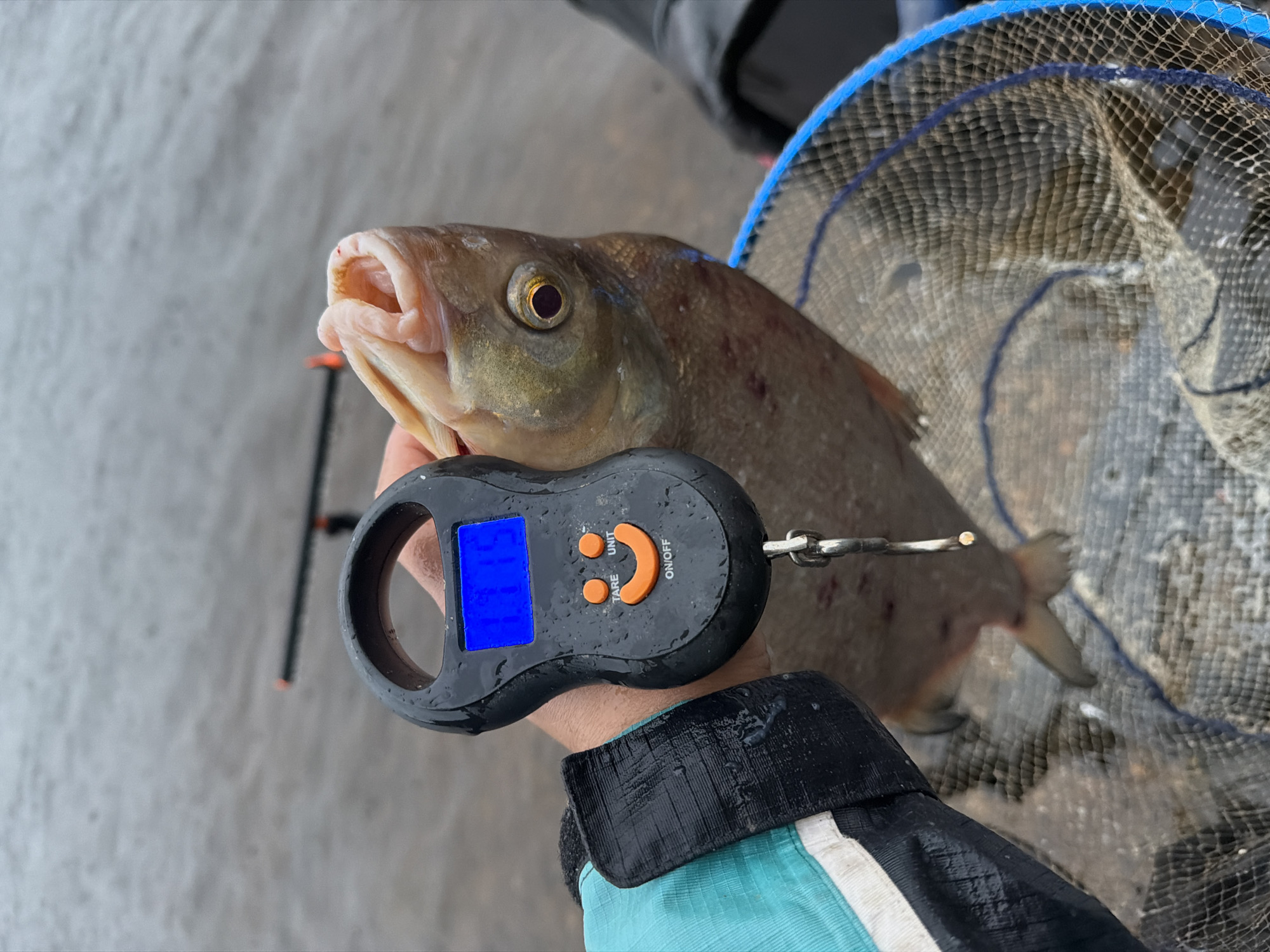 A person is holding a digital scale with a fish attached to it, showing a weight of 0.175 kg. The fish is light brown with a yellow eye and is partially submerged in a blue fishing net. The person is wearing a teal and black jacket. In the background, there is a body of water and fishing rods. The scene appears to be outdoors, possibly near a lake or river. The location is the city of Chaikovsky, Russia.