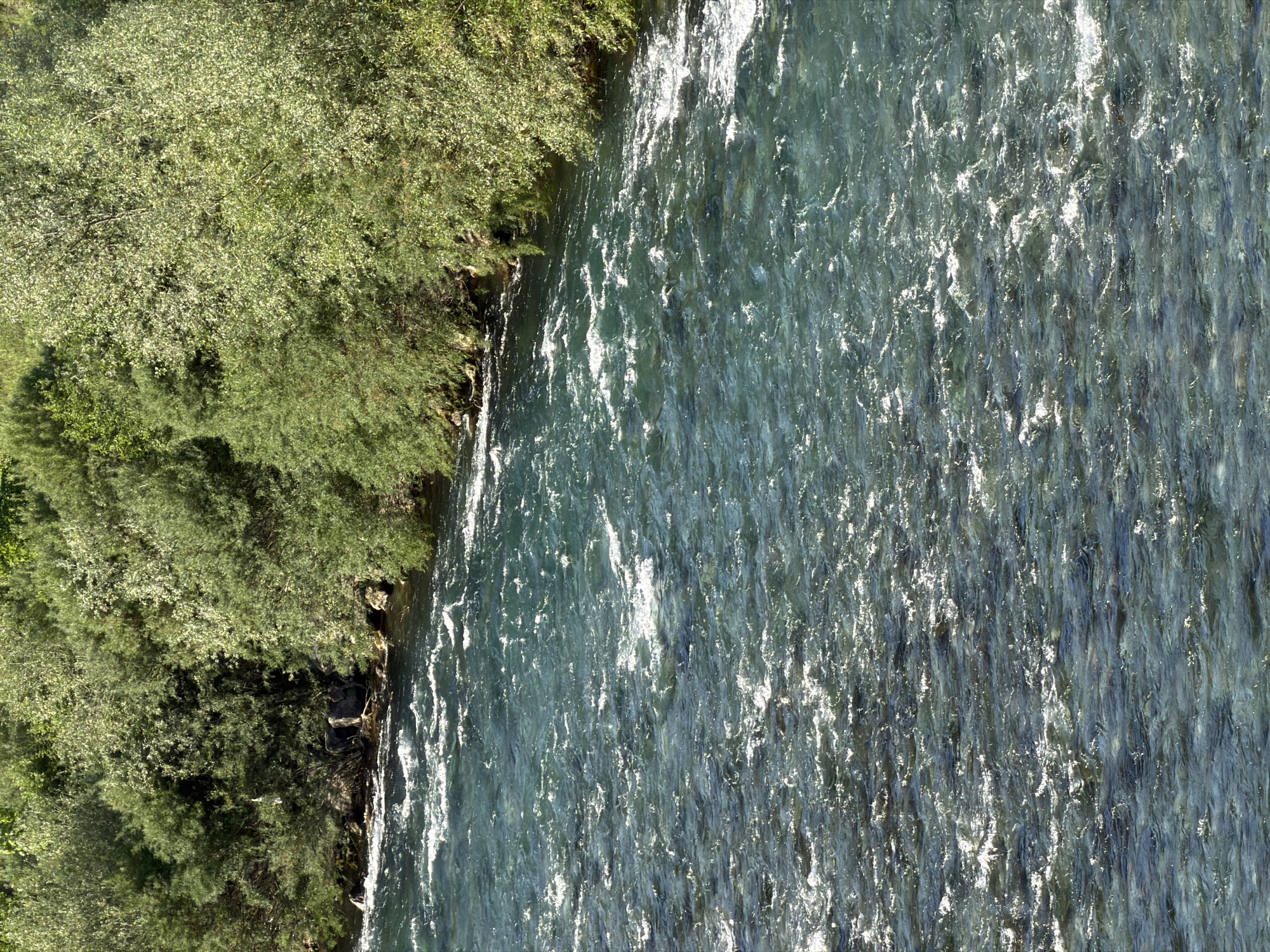 The image shows a fast-flowing river along the shoreline of Mojkovac, Montenegro. The river is a pale greenish-blue with white foam and movement indicating the speed of the current. The shoreline on the left is covered with lush green trees and foliage. Rocks can be seen where the river meets the shore.