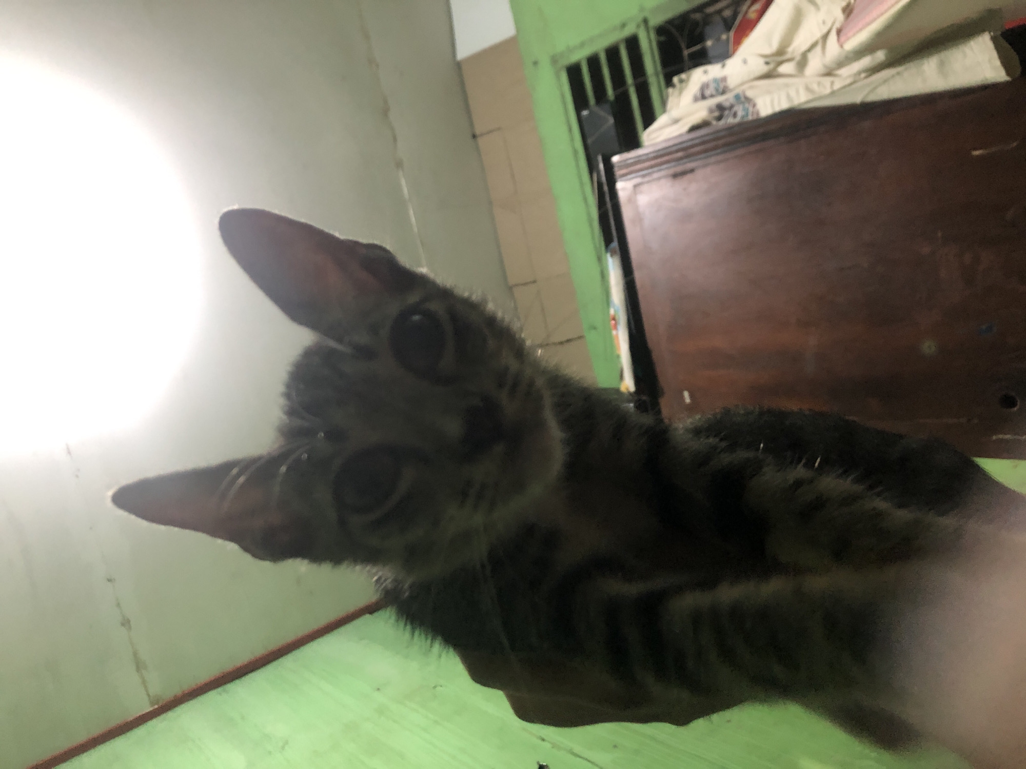 A low-angle, close-up shot captures a tabby kitten being held by a person's hand in Sei Mencirim, Indonesia. The kitten's head is prominently featured, with its large, dark eyes looking directly at the camera. Its ears are pointed upwards, and its striped fur is visible. The background consists of a green wall on the left and a wooden cabinet on the right. A light fixture illuminates the ceiling. The overall lighting is dim, creating a somewhat eerie atmosphere.